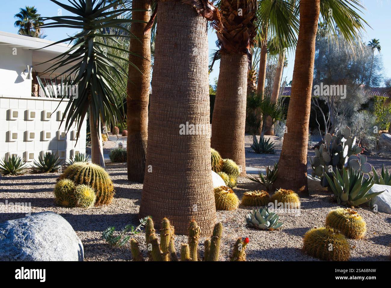 Palm Springs, Modernism Cactus Garden Stockfoto