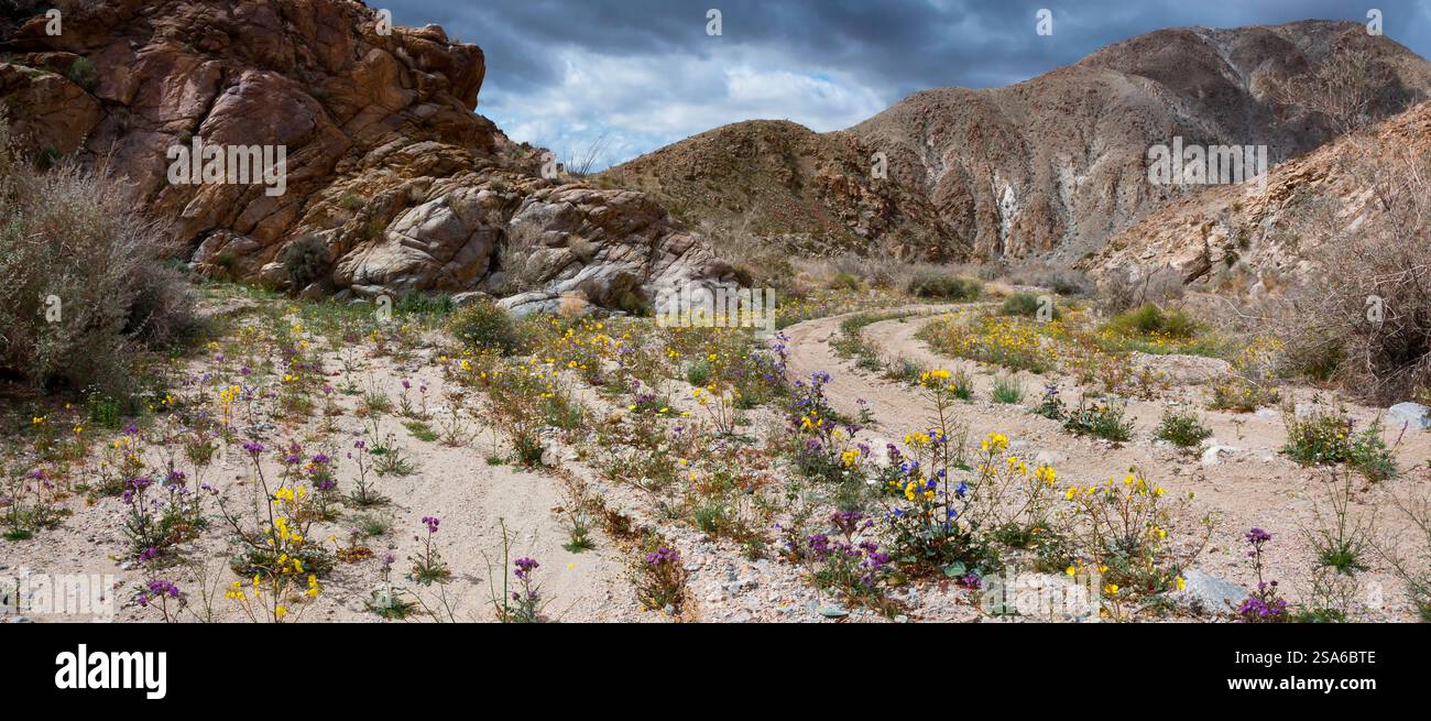 Fargo Canyon Wildblumen im Frühling, Kalifornien Stockfoto
