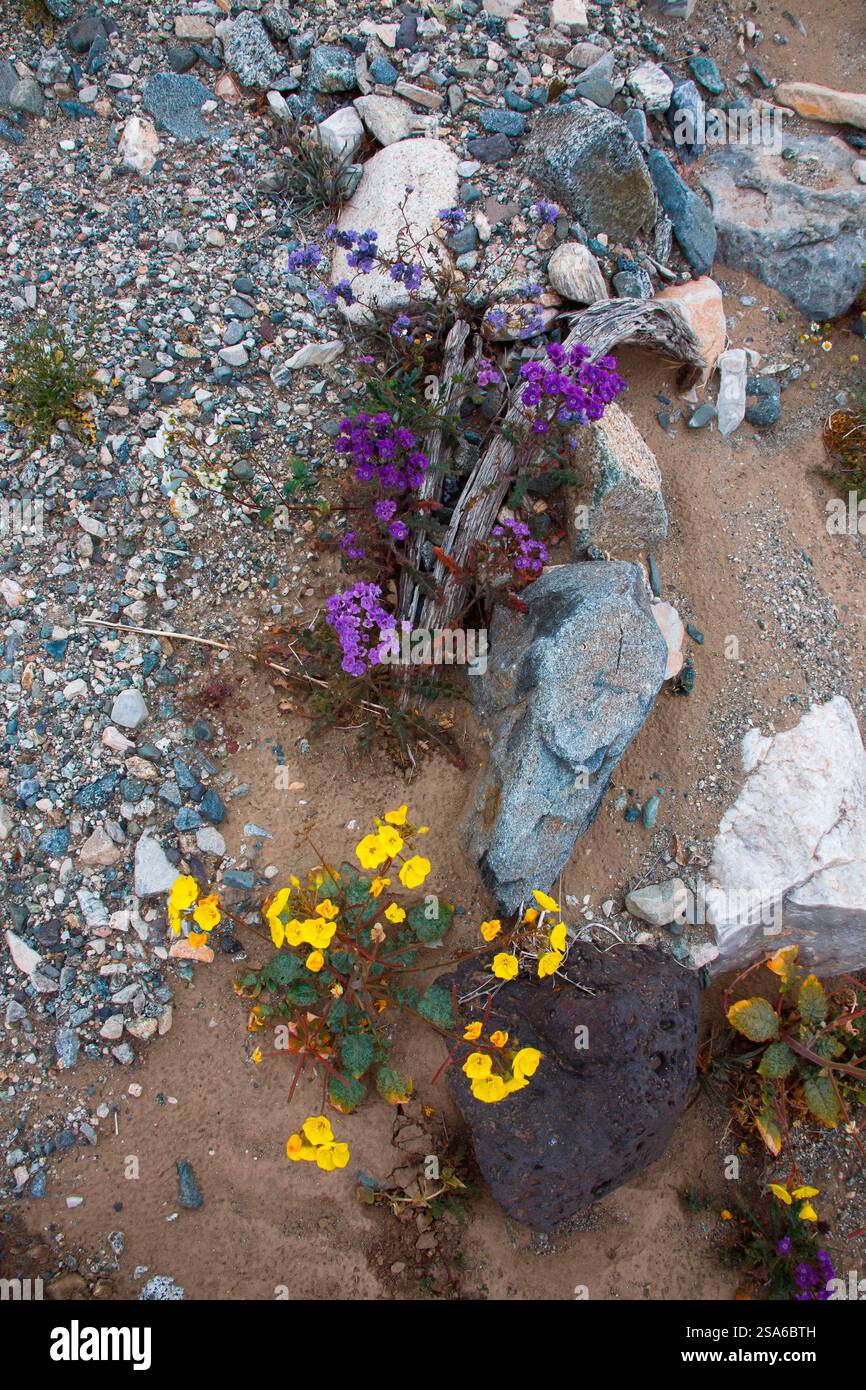 Zarte Frühlingsblumen in der Black Eagle Mine Road, Kalifornien Stockfoto