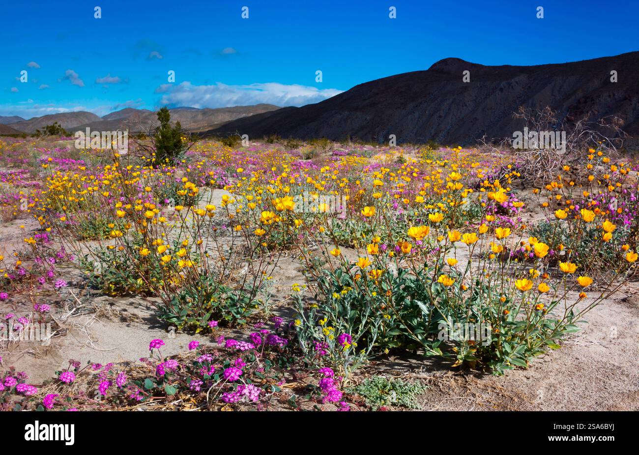 Anza Borrego Desert blüht im Frühling, Kalifornien Stockfoto