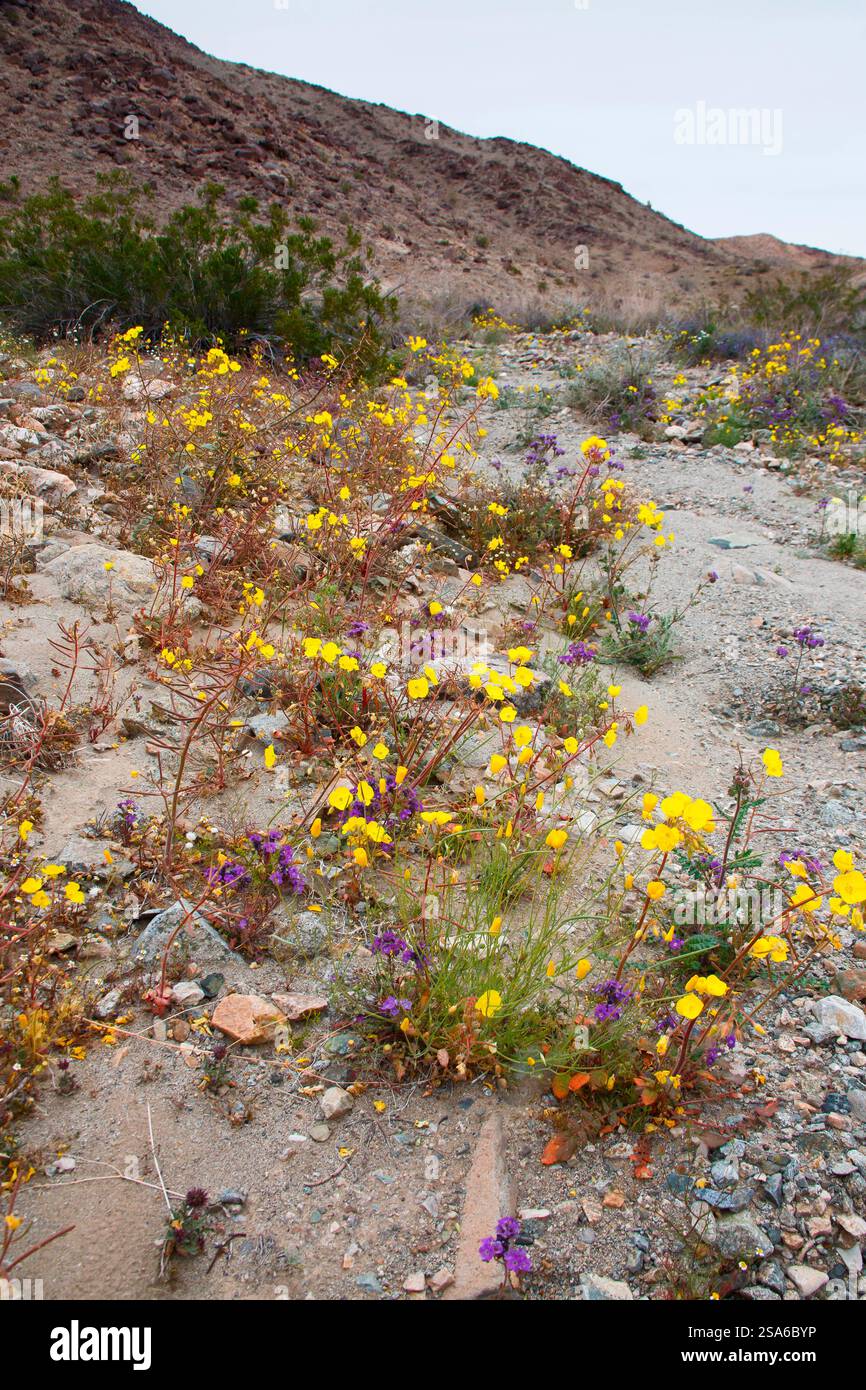 Zarte Frühlingsblumen in der Black Eagle Mine Road, Kalifornien Stockfoto