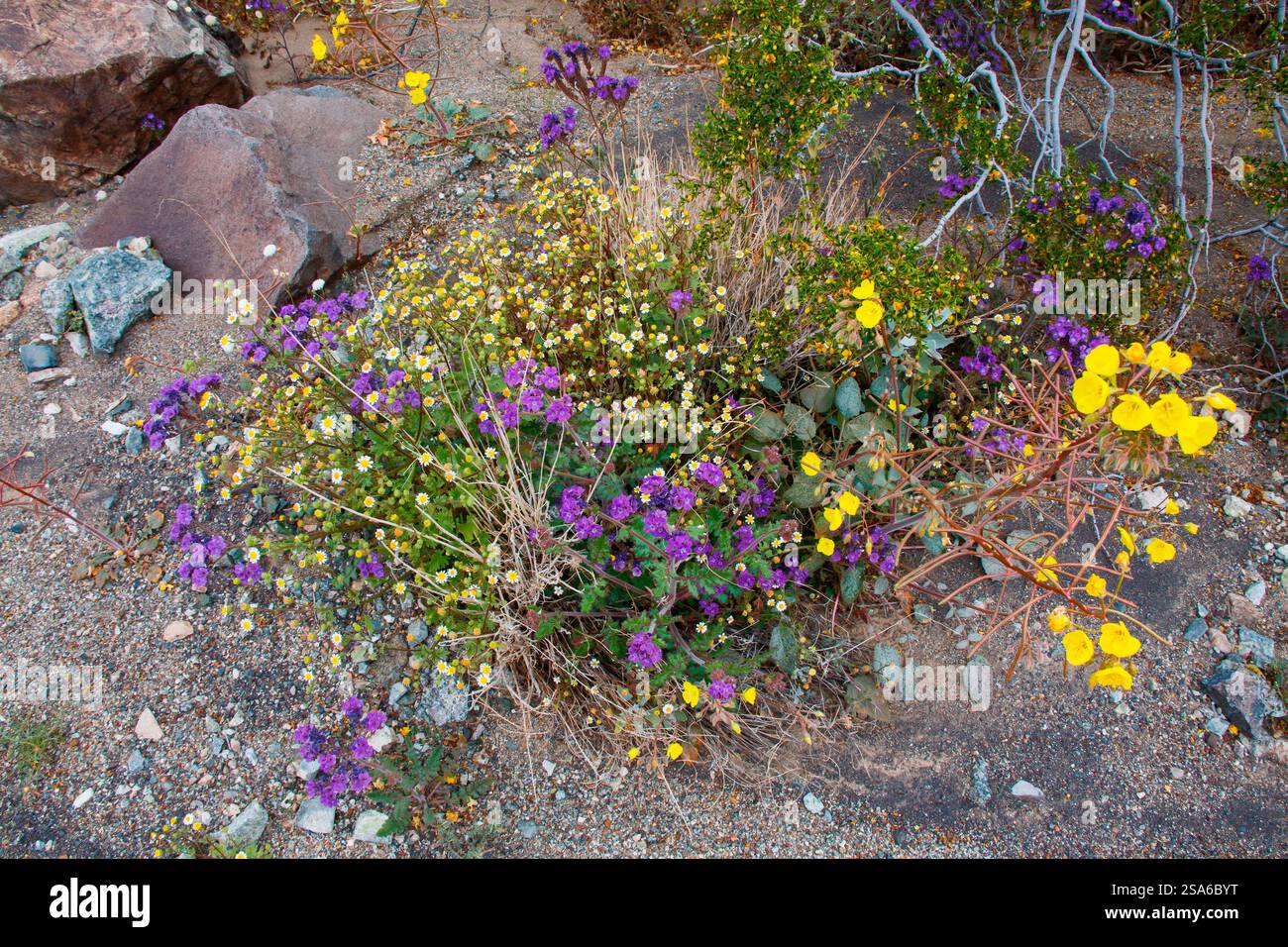 Zarte Frühlingsblumen in der Black Eagle Mine Road, Kalifornien Stockfoto