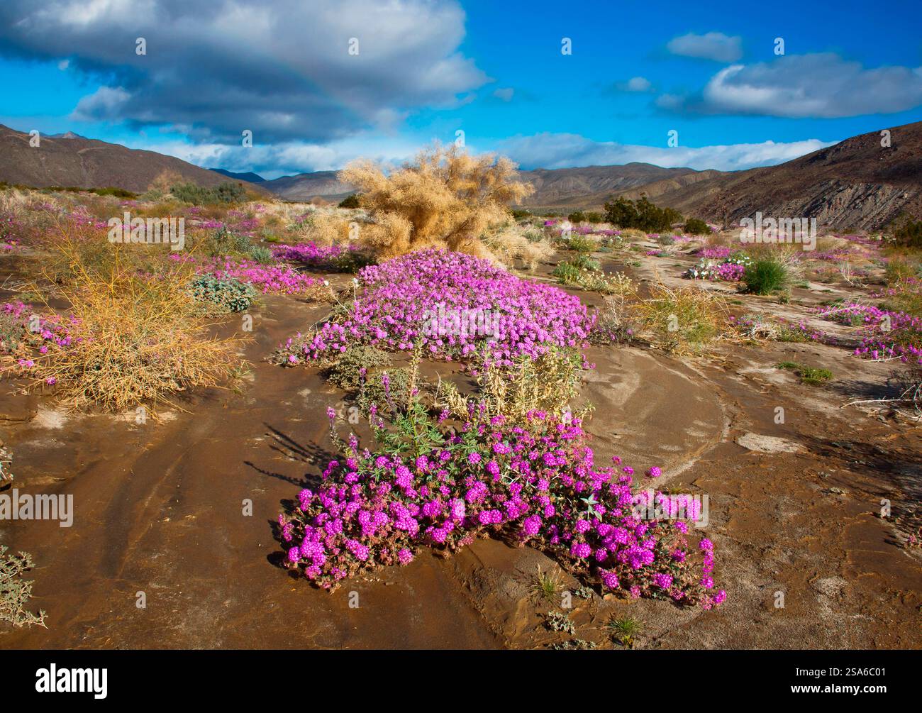 Anza Borrego Desert blüht im Frühling, Kalifornien Stockfoto