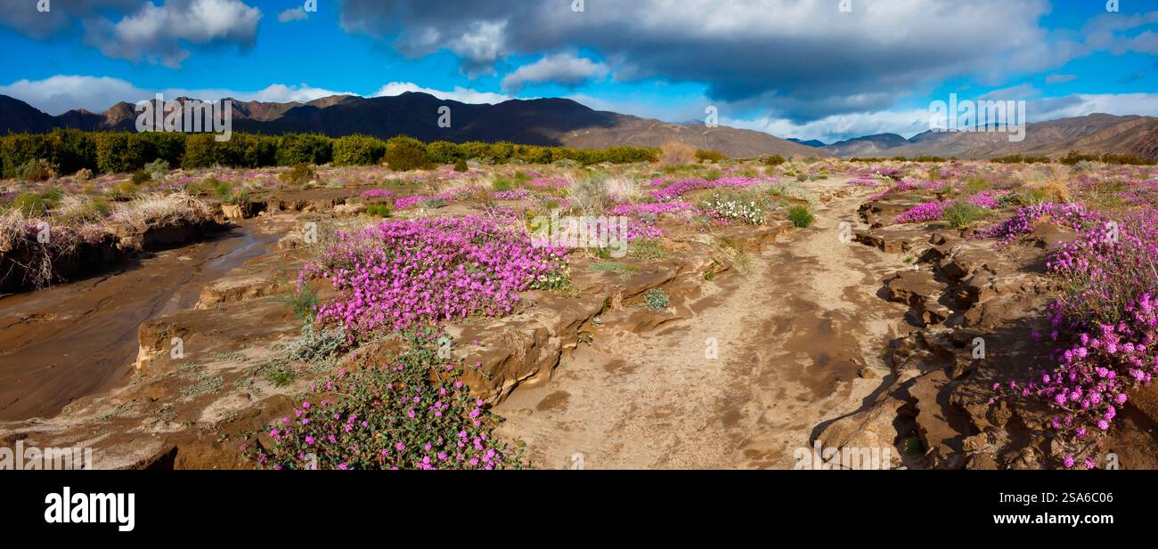 Anza Borrego Desert blüht im Frühling, Kalifornien Stockfoto