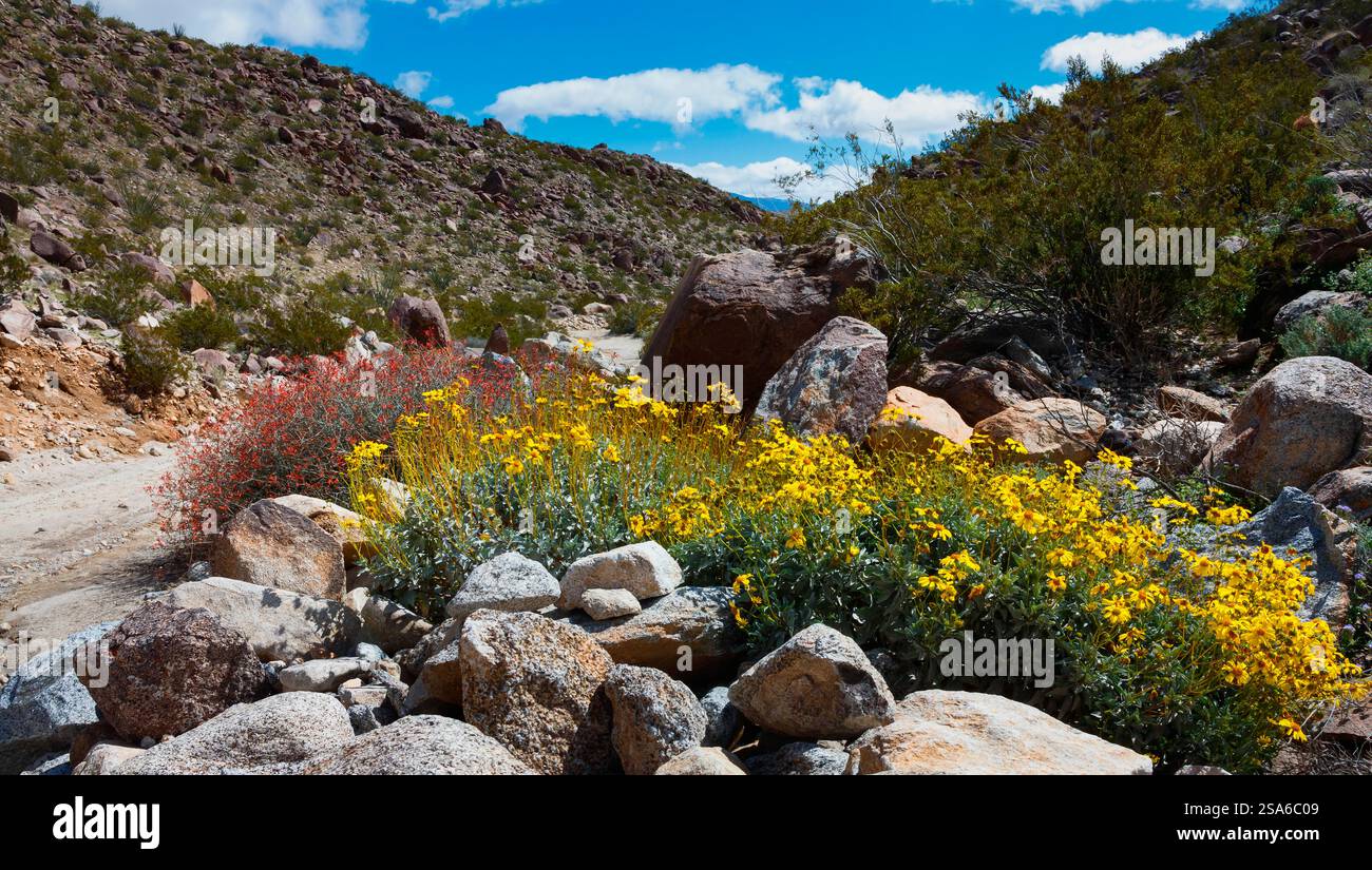 Anza Borrego Desert blüht im Frühling, Kalifornien Stockfoto