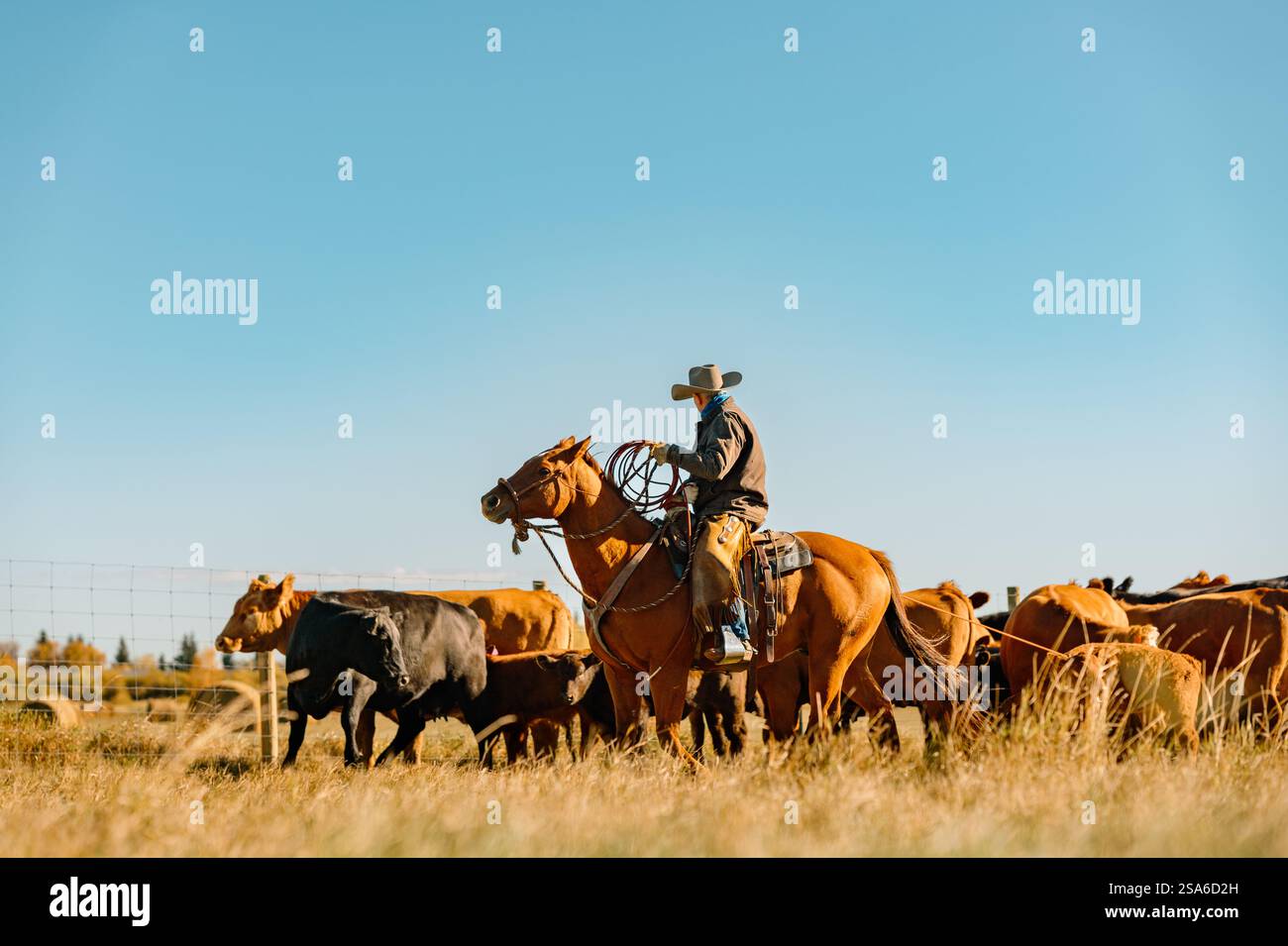 Rinder-Branding in Alberta, Kanada Stockfoto