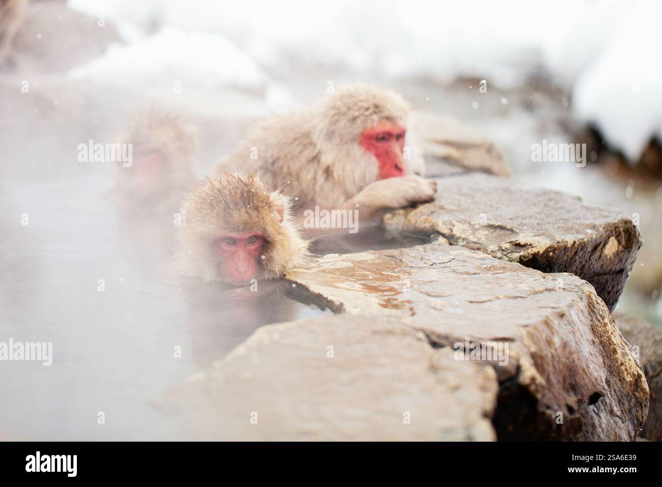 Schnee Affen Japanmakaken baden in Onsen Hot Springs von Nagano, Japan Stockfoto
