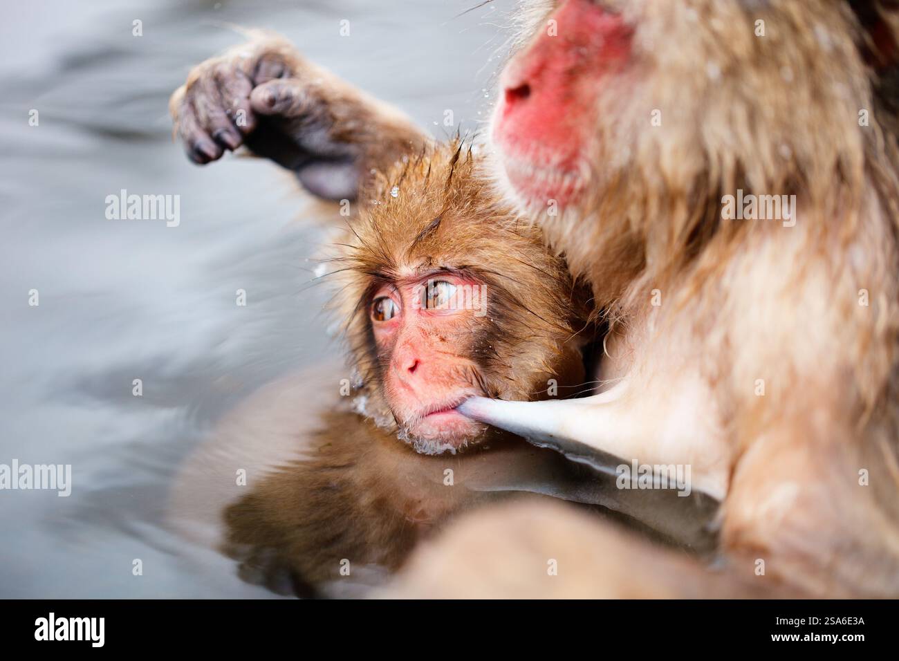Mutter- und Babyschneeaffen Japanische Makaken baden in Onsen heißen Quellen von Nagano, Japan Stockfoto