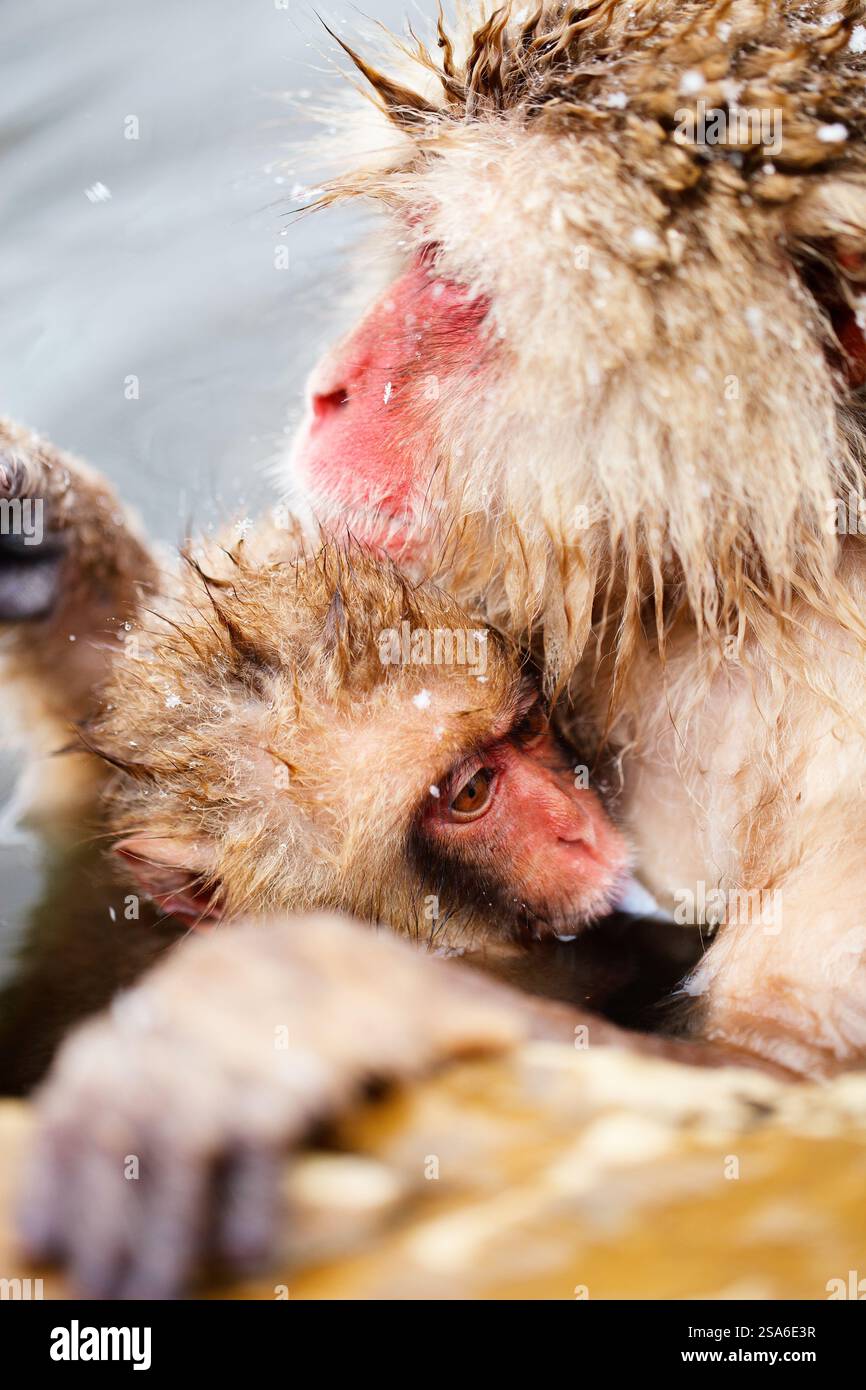 Mutter- und Babyschneeaffen Japanische Makaken baden in Onsen heißen Quellen von Nagano, Japan Stockfoto