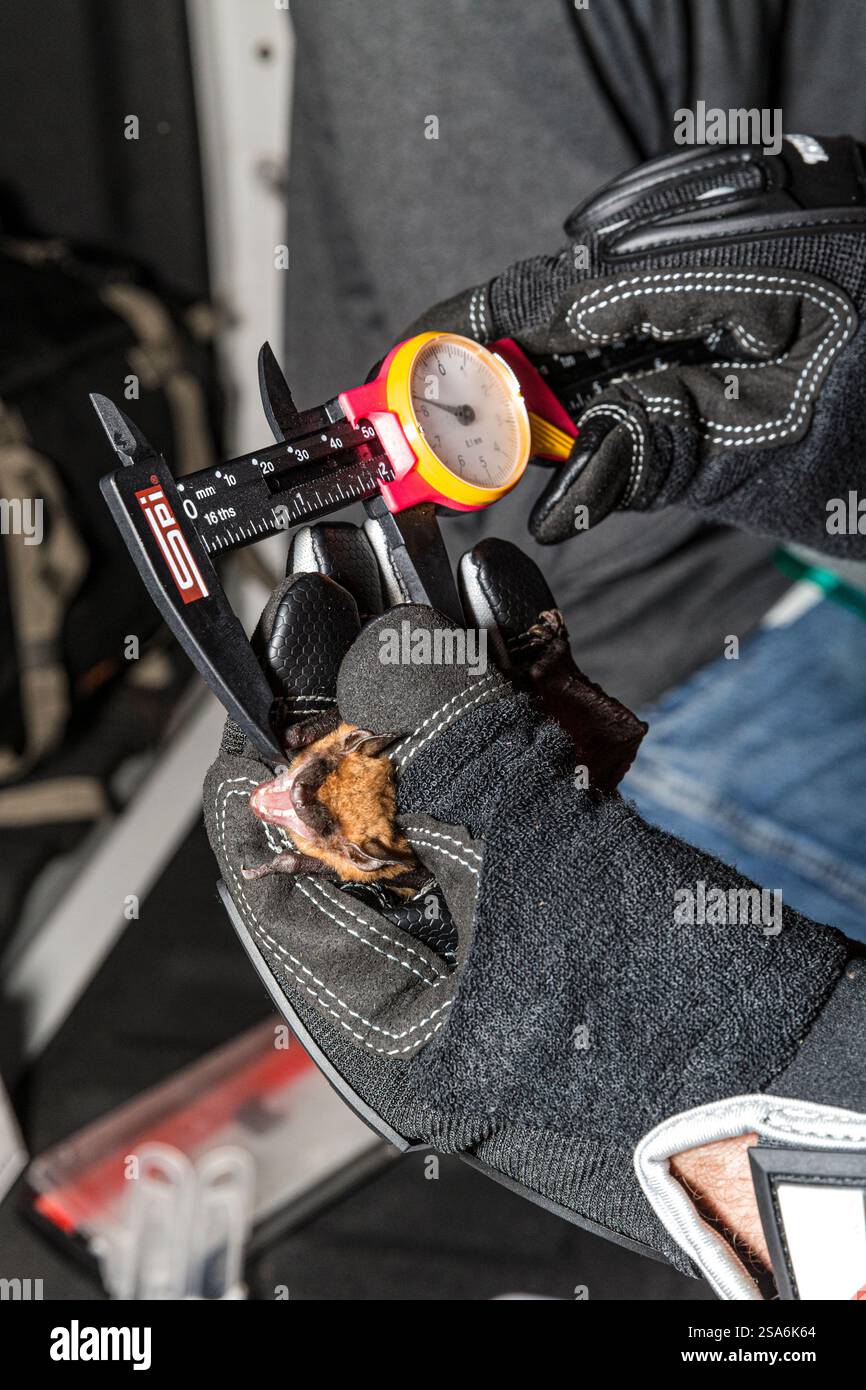 Eine große braune Fledermaus wird untersucht, gemessen und markiert und dann losgelassen. Stockfoto