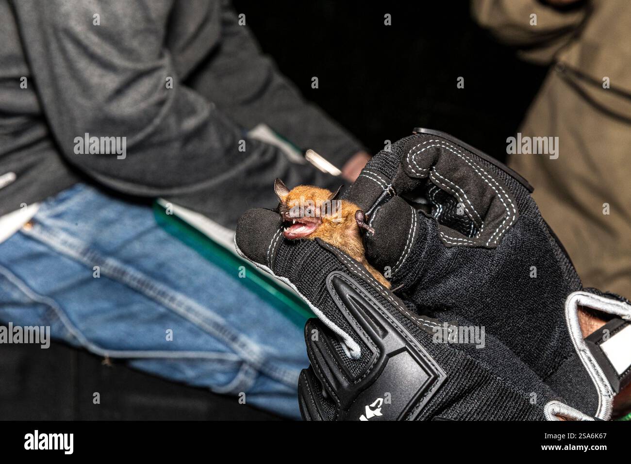 Eine große braune Fledermaus wird untersucht, gemessen und markiert und dann losgelassen. Stockfoto
