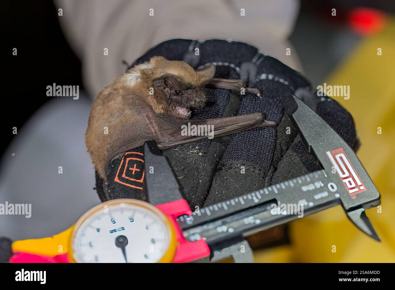 Es wird eine gefangengenommene Big Brown Fledermaus gemessen. Stockfoto