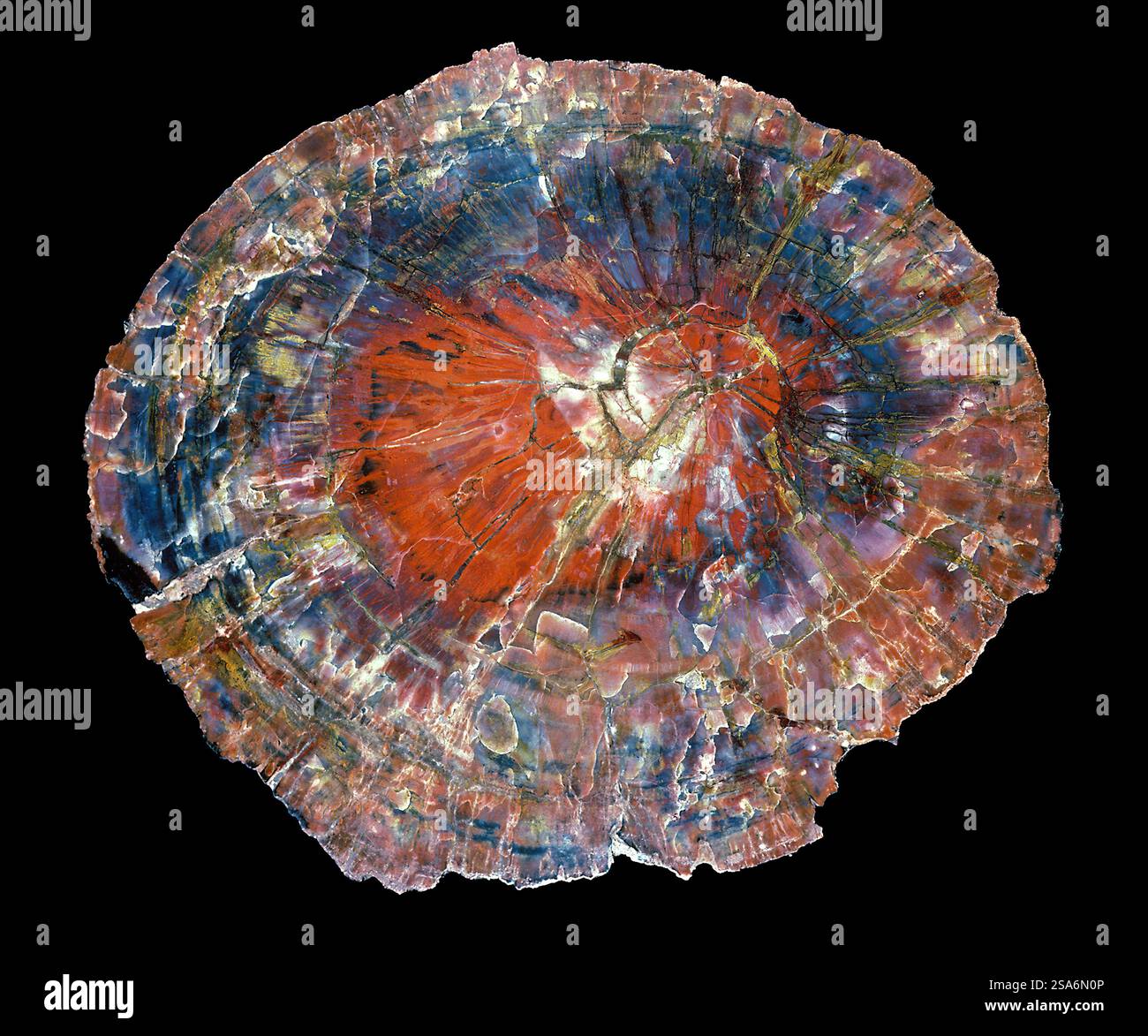 Versteinertes Holz aus Araucarioxylon, einer alten Norfolk-Kiefer, spättriassische Zeit. Schwarzer Hintergrund. Stockfoto