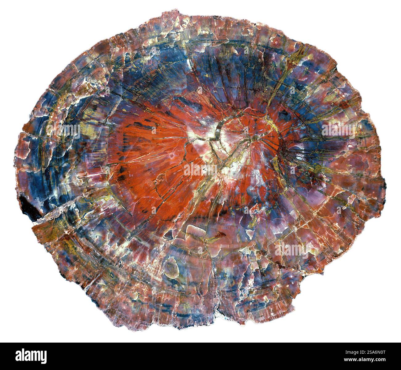 Versteinertes Holz aus Araucarioxylon, einer alten Norfolk-Kiefer, spättriassische Zeit. Schwarzer Hintergrund. Stockfoto