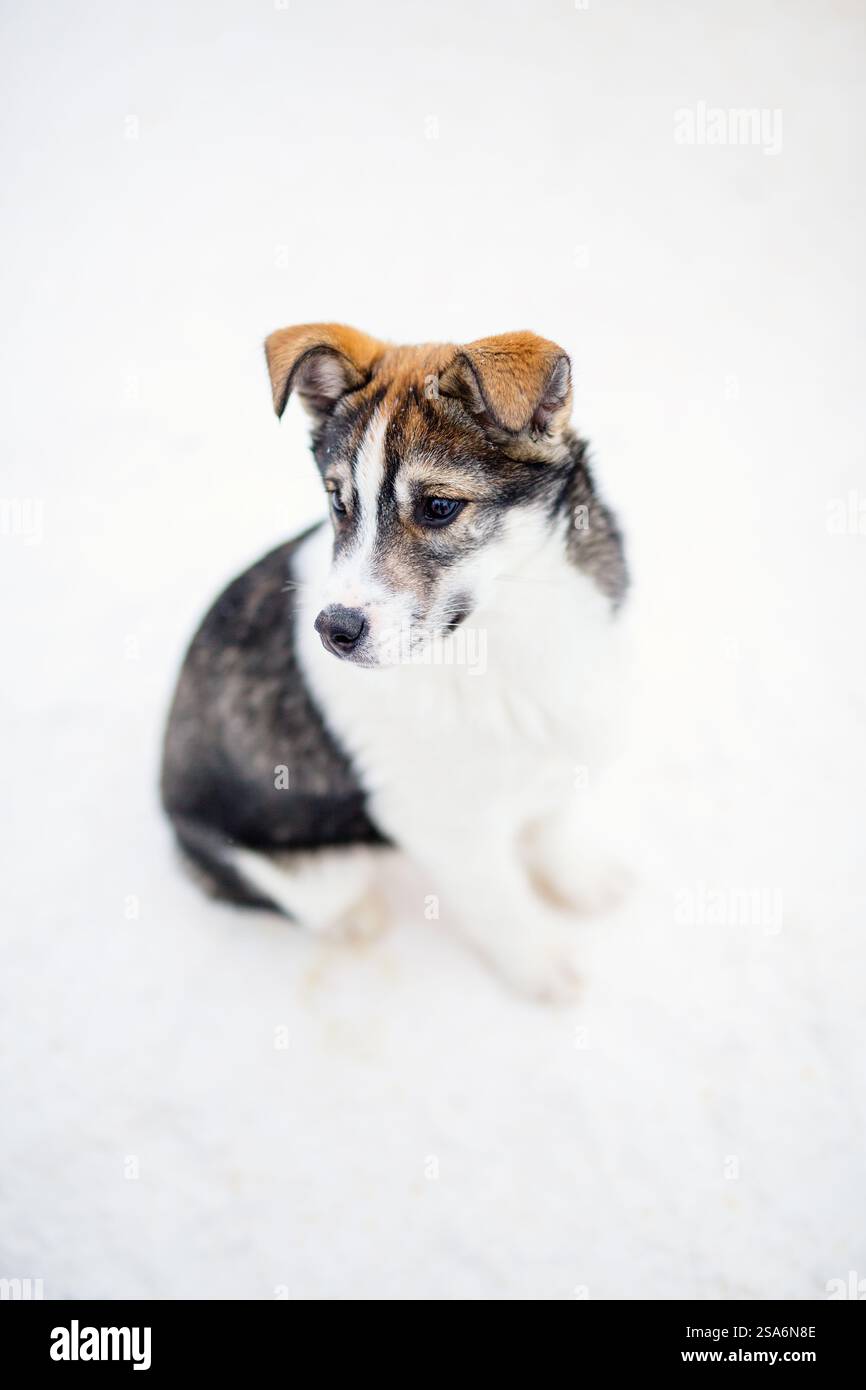 Porträt eines Husky-Welpen, der auf Schnee sitzt Stockfoto