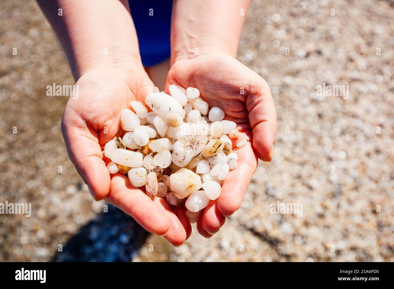 Nahaufnahme von Frauenhänden, die Kieselsteine am Strand halten Stockfoto