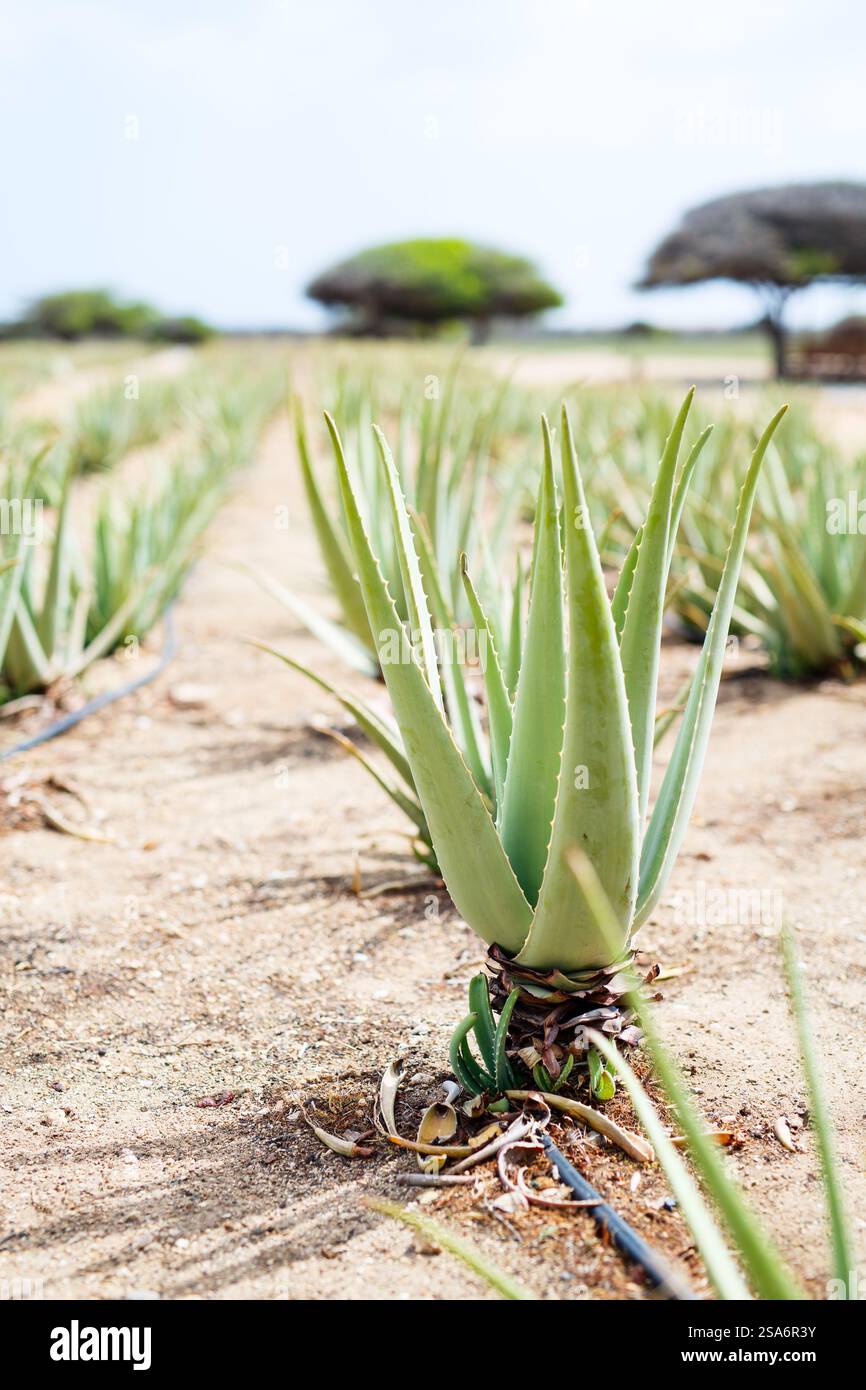 Plantage der Aloe vera auf der Insel Kreta, Griechenland Stockfotografie -  Alamy