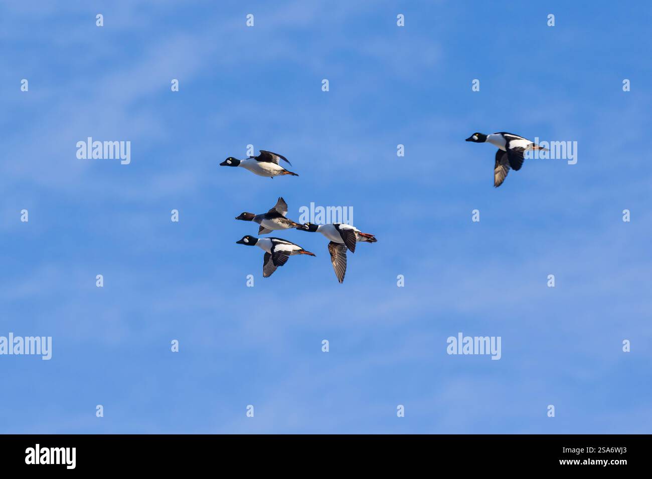 Gemeinsame Goldeneyes im Flug, Clinton County, Illinois. Stockfoto