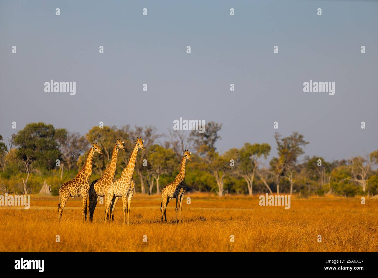Eine Gruppe von Giraffen steht in der goldenen Savanne, umgeben von kargen Bäumen unter einem klaren blauen Himmel, die die riesige afrikanische Wildnis zeigen. Stockfoto