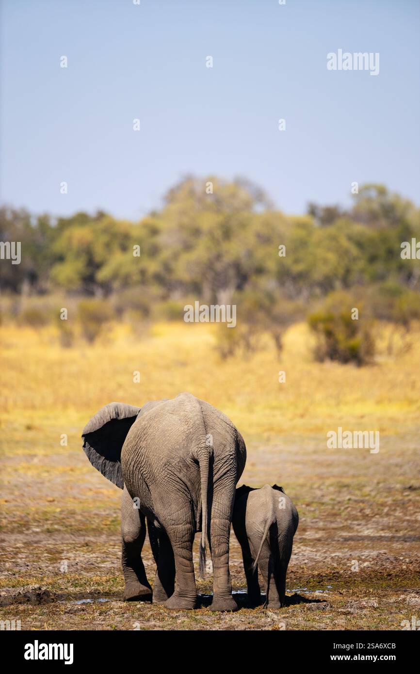 Ein berührendes Bild eines Elefanten und seines Kalbes, das Seite an Seite geht, von hinten aufgenommen und zeigt ihre Verbundenheit in der riesigen afrikanischen Savanne. Stockfoto