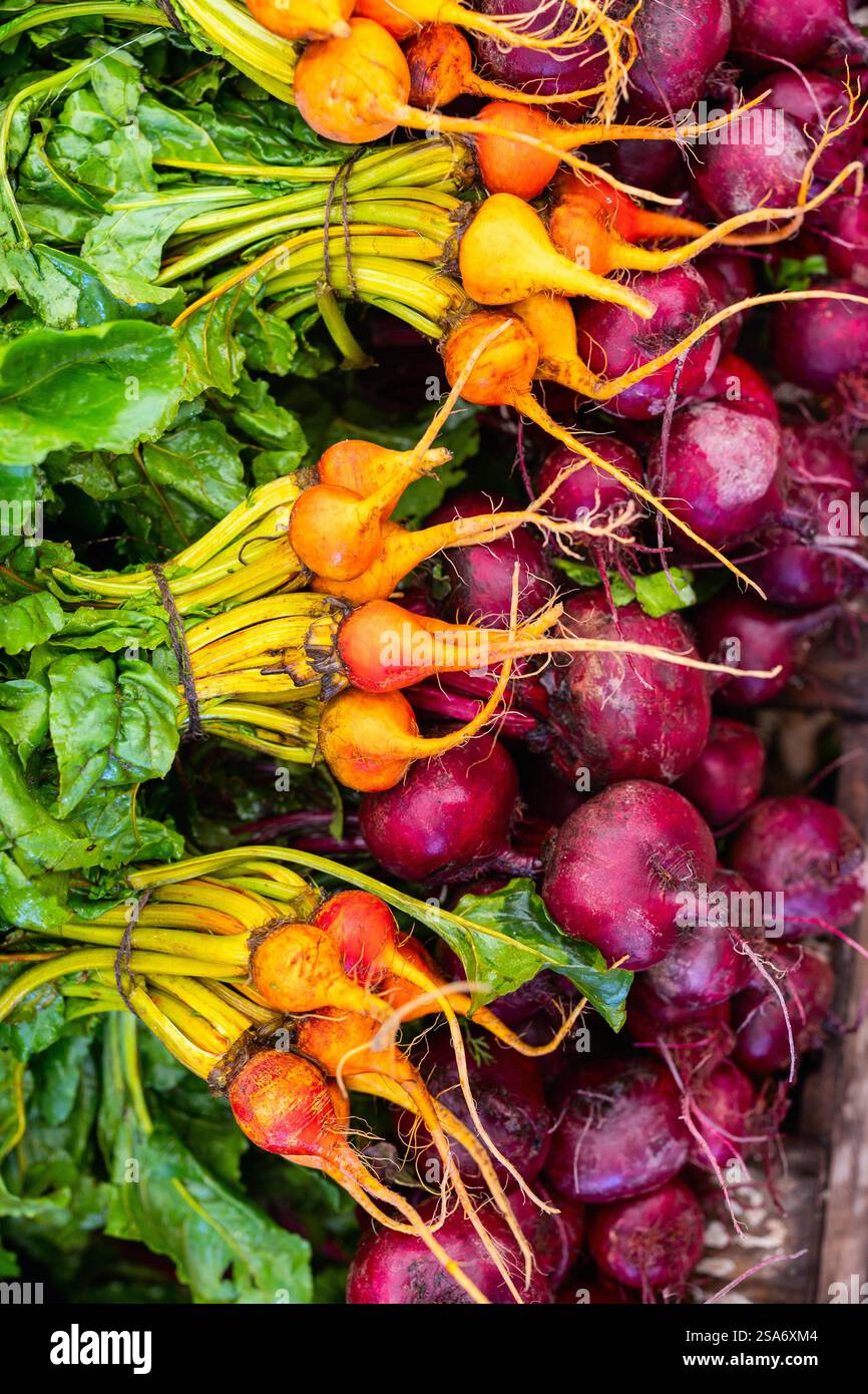 Leuchtende gelbe und violette Rüben mit frischen grünen Spitzen, die ihre natürlichen Wurzeln und ihren biologischen Erntezustand zeigen. Stockfoto