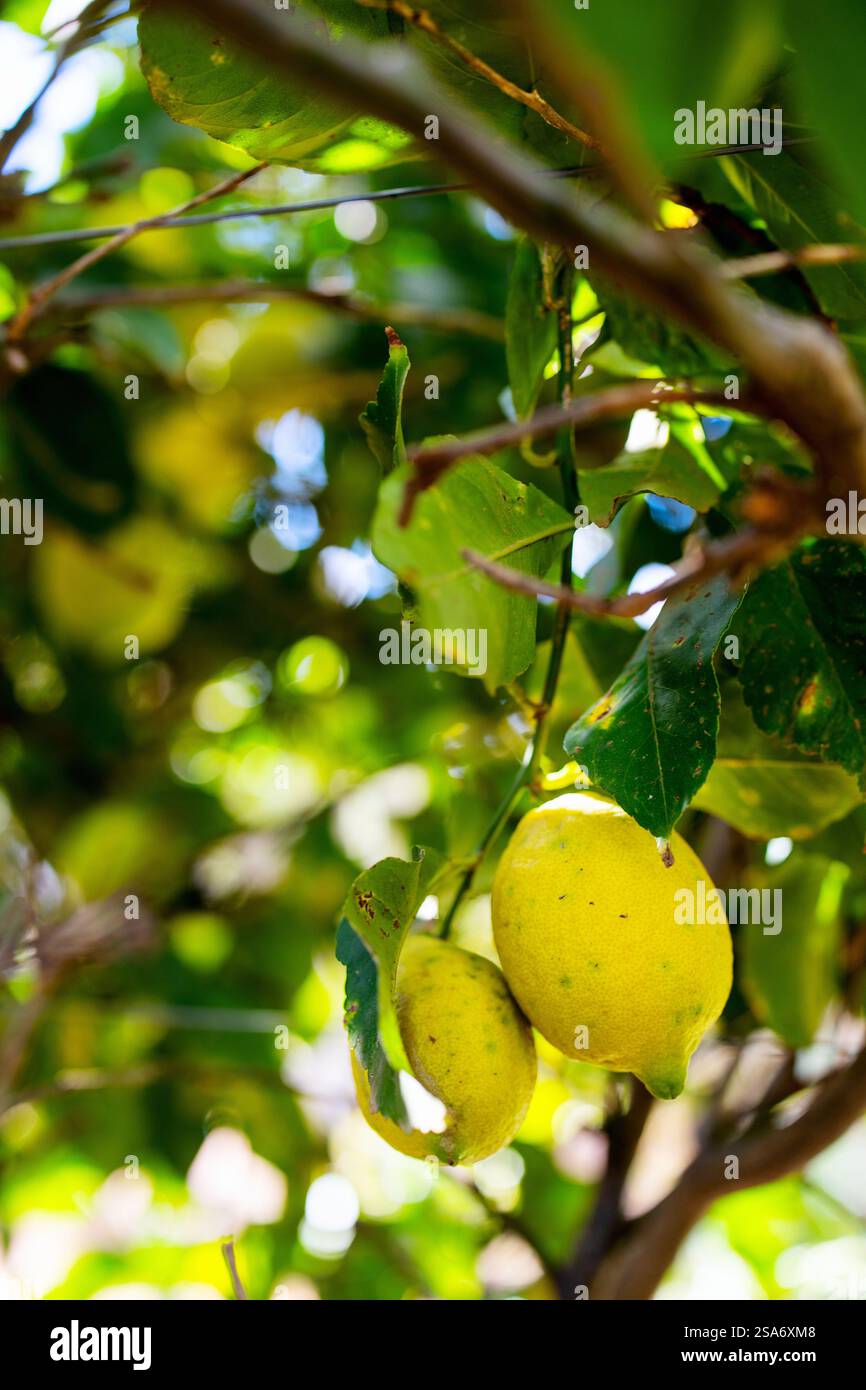 Zwei gelbe Zitronen hängen unter dem Sonnenlicht, umgeben von grünen Blättern in einer üppigen Obstgärten. Stockfoto