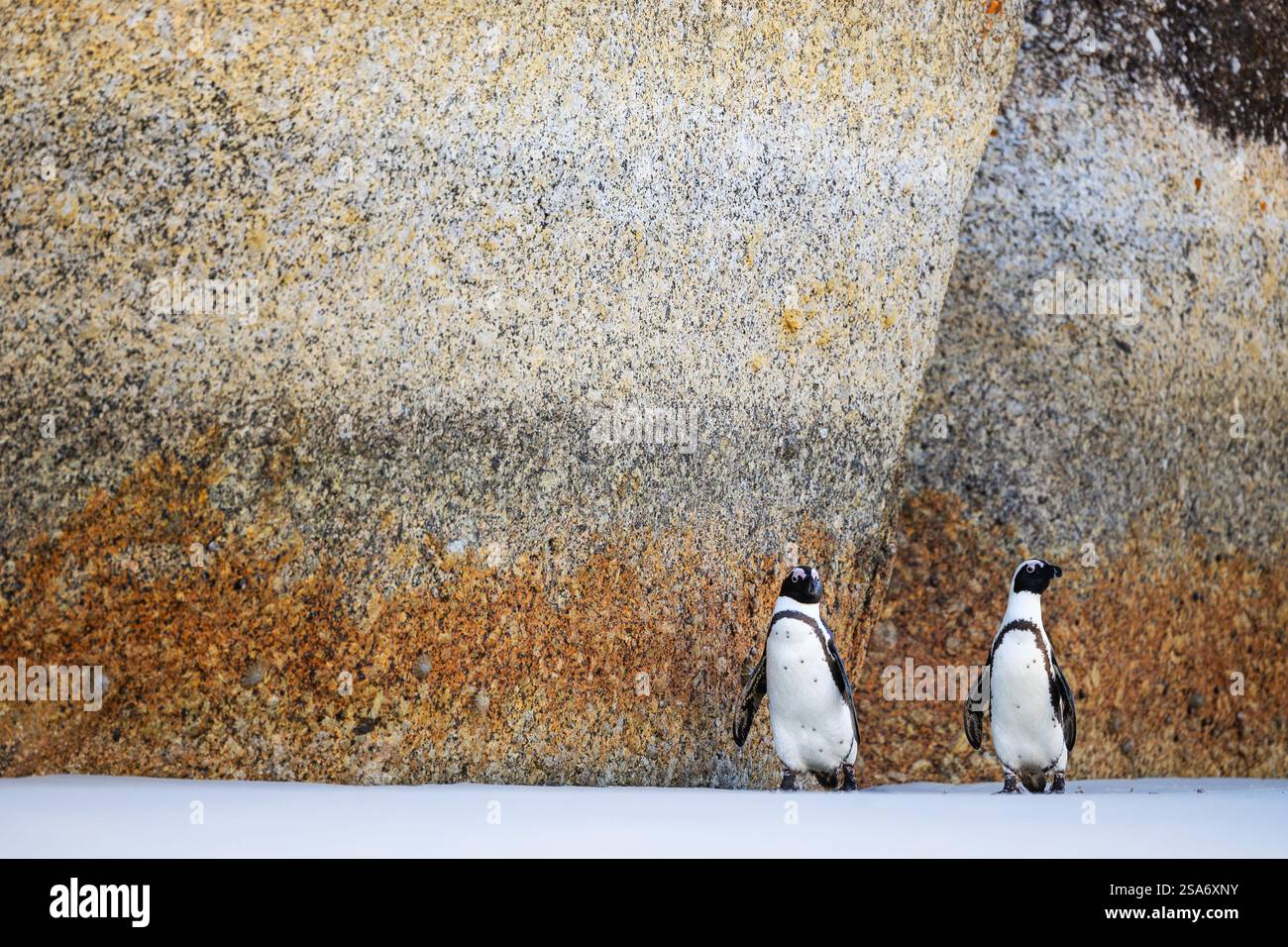 Zwei schwarz-weiße Pinguine stehen auf dem Sand, eingerahmt an einer großen, strukturierten und bunten Felsmauer in ihrem natürlichen Küstenhabitat. Stockfoto