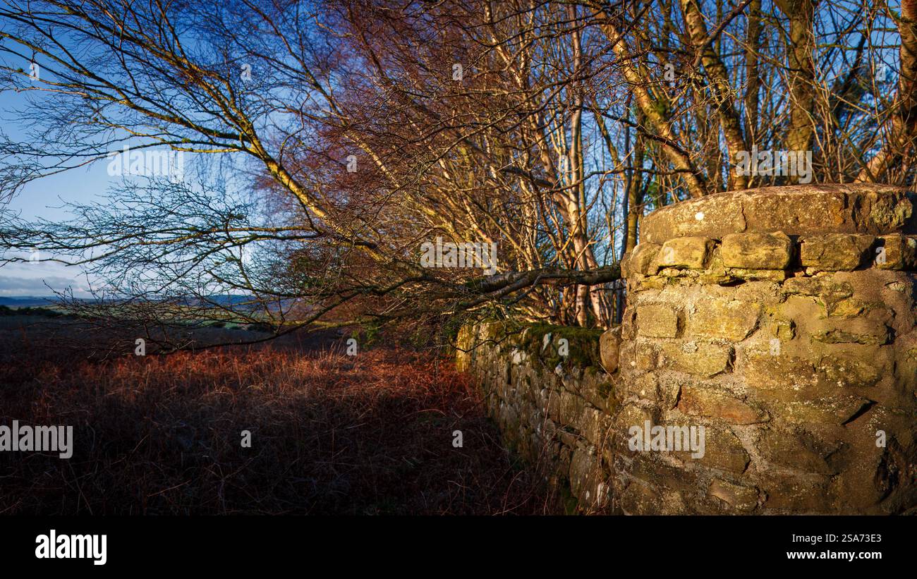 Sonnenlicht, das durch einen winterlichen Baumwald in Broome Wood, Northumberland, spielt. 2025 Stockfoto