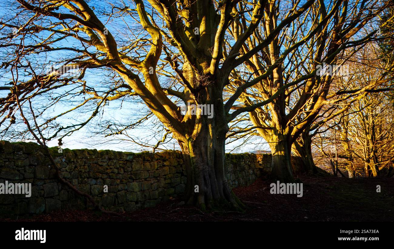 Sonnenlicht, das durch einen winterlichen Baumwald in Broome Wood, Northumberland, spielt. 2025 Stockfoto