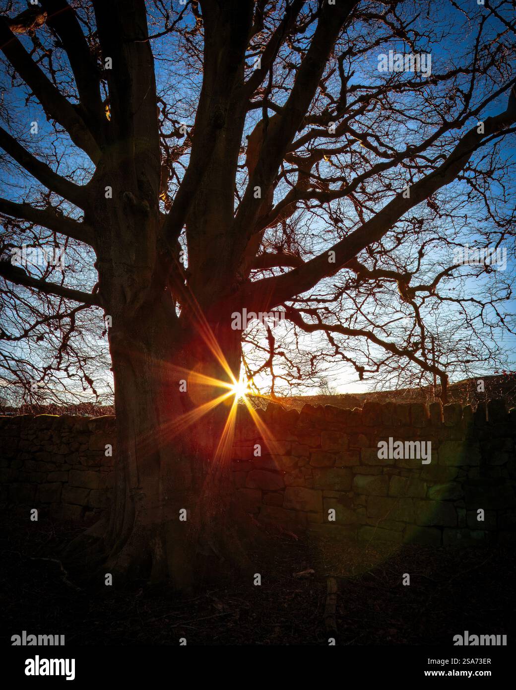 Sonnenlicht, das durch einen winterlichen Baumwald in Broome Wood, Northumberland, spielt. 2025 Stockfoto
