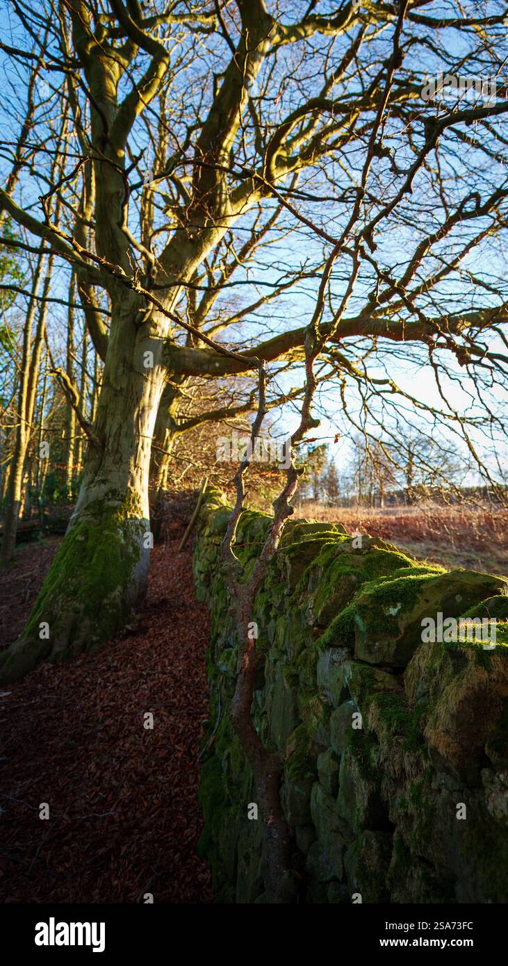 Sonnenlicht, das durch einen winterlichen Baumwald in Broome Wood, Northumberland, spielt. 2025 Stockfoto