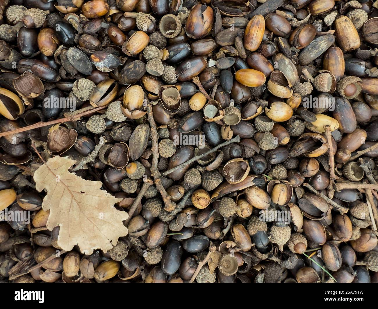 Haufen gefallener Eicheln, Kappen und trockener Eichenblätter Hintergrund, Tapete, Textur Stockfoto