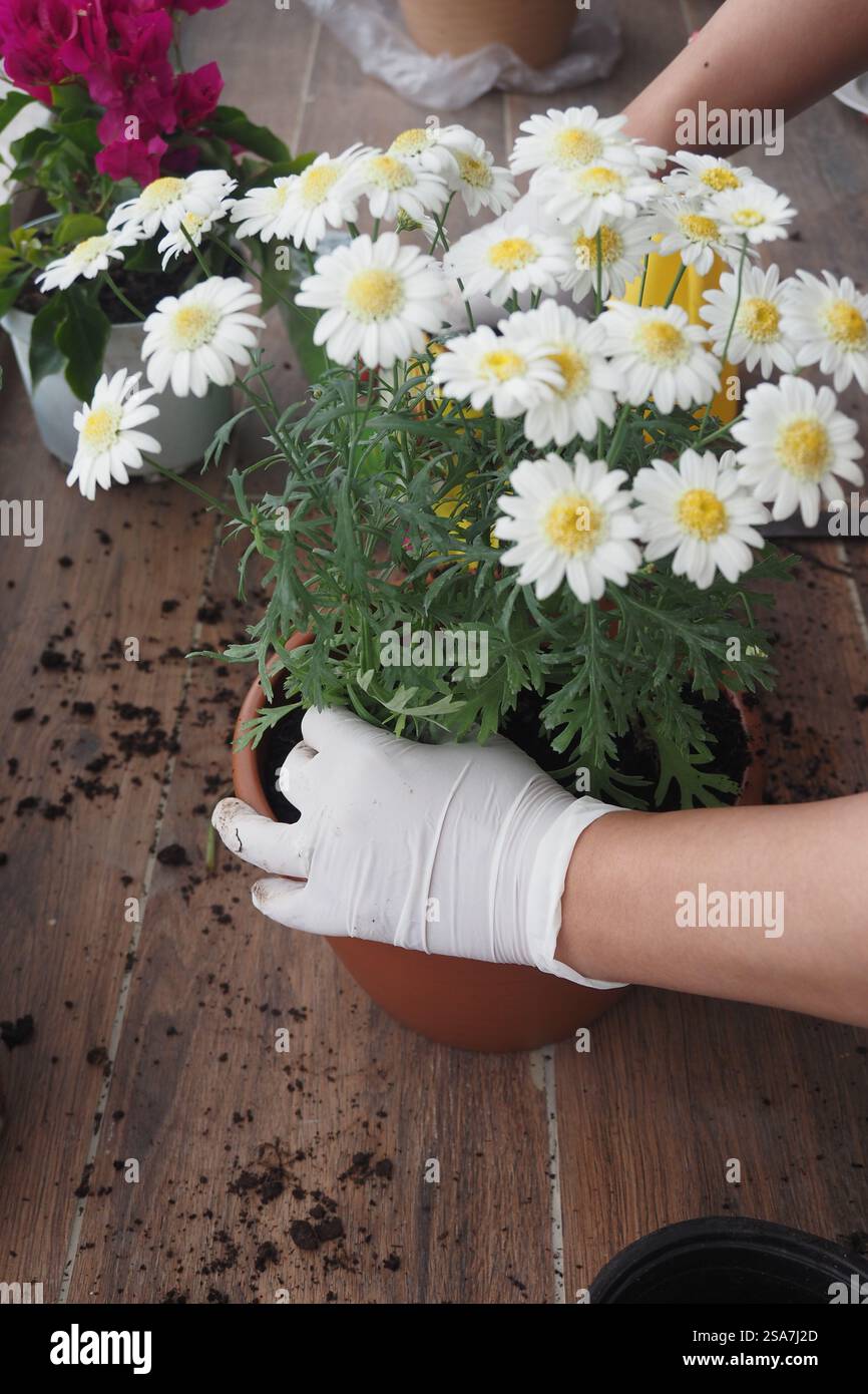 Umgang mit blühenden Gänseblümchen beim Eintopfen neuer Pflanzen im Haus Stockfoto