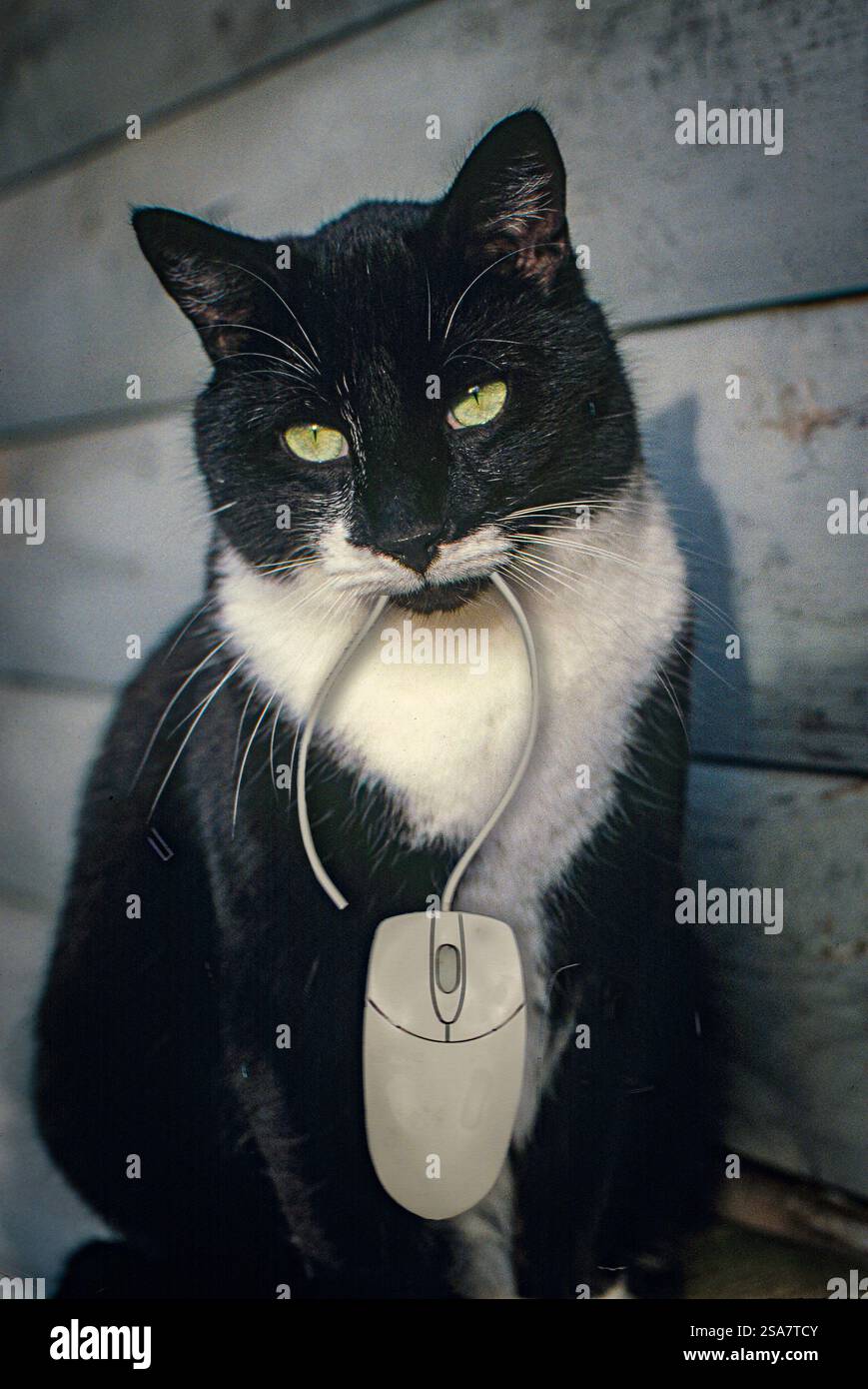 Eine Smoking-Katze hält eine Computermaus im Kiefer. Stockfoto
