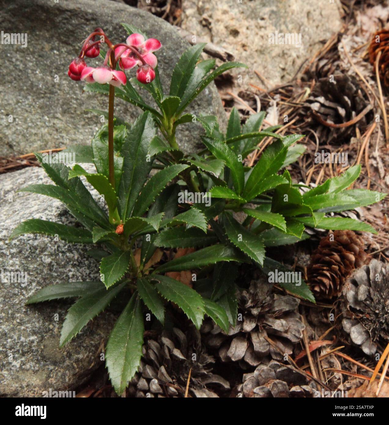 Prinz's Pine (Chimaphila umbellata) rosa Wildblume in den Beartooth Mountains, Montana Stockfoto