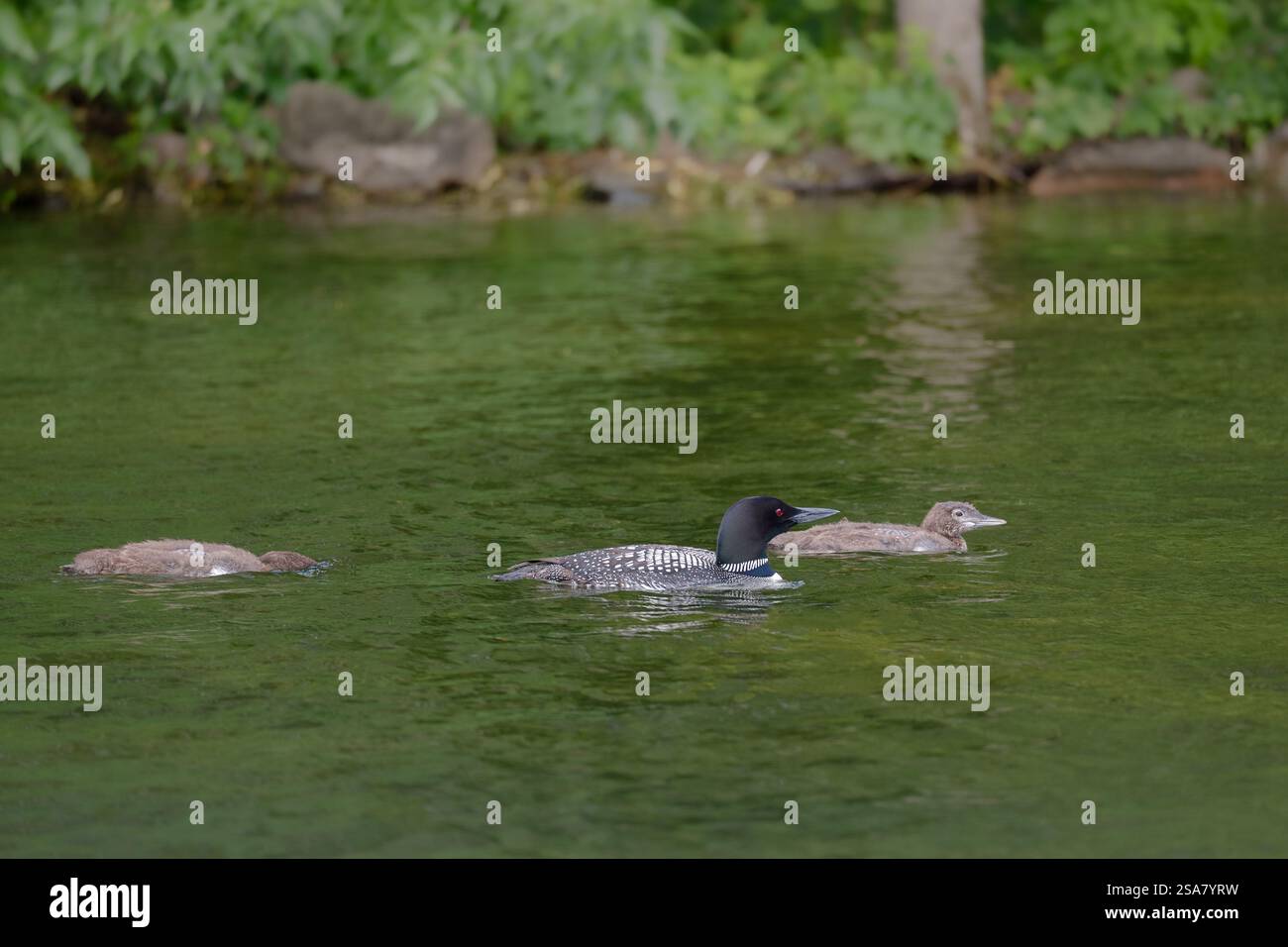 Ein wunderschöner Erwachsener und zwei Küken auf ruhigem Wasser in der Nähe des Ufers eines Minnesota Sees. Stockfoto