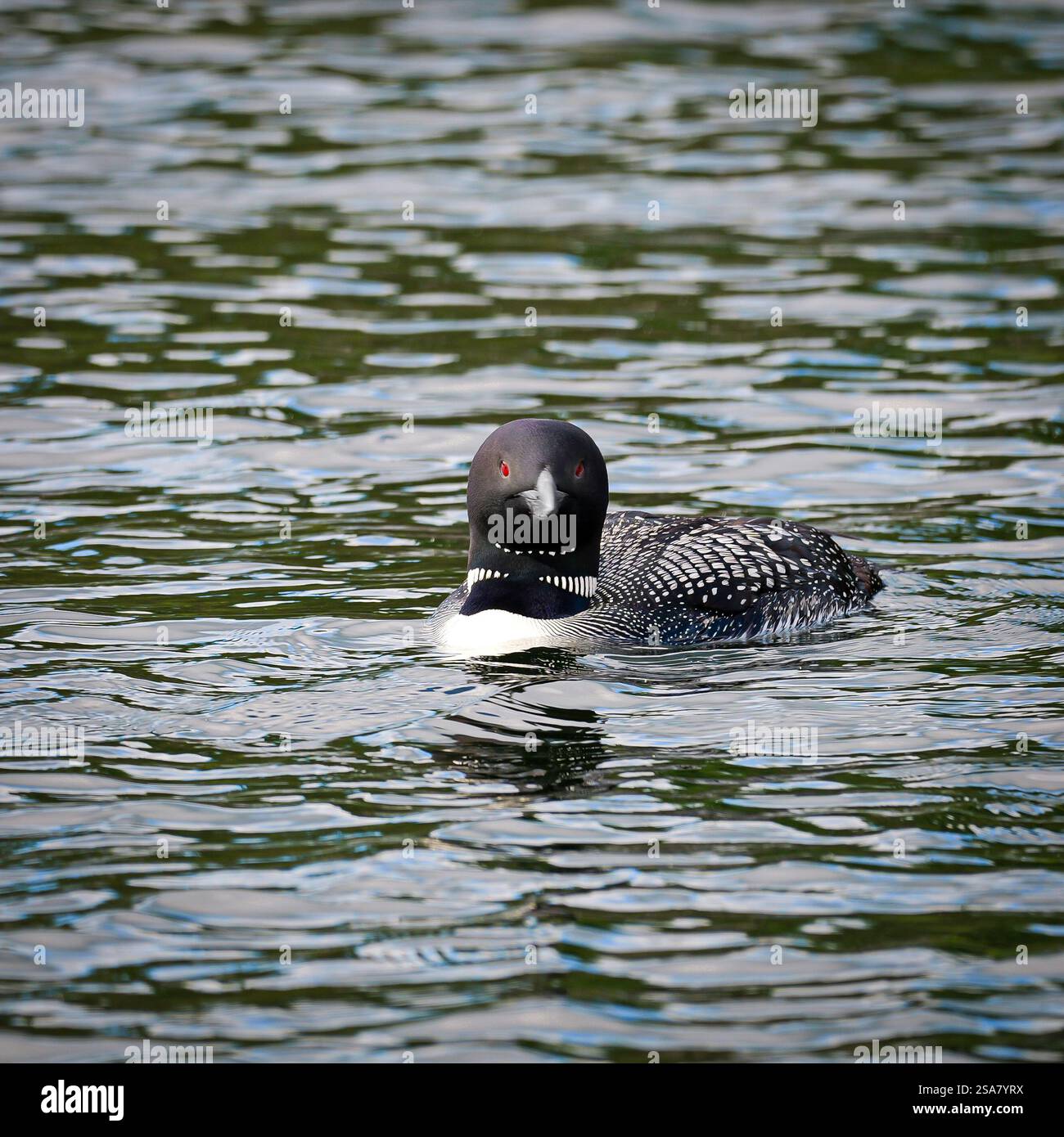Ein wunderschöner gemeiner Loon blickt auf die Kamera, während er im Wasser eines Minnesota Sees schwimmt. Stockfoto
