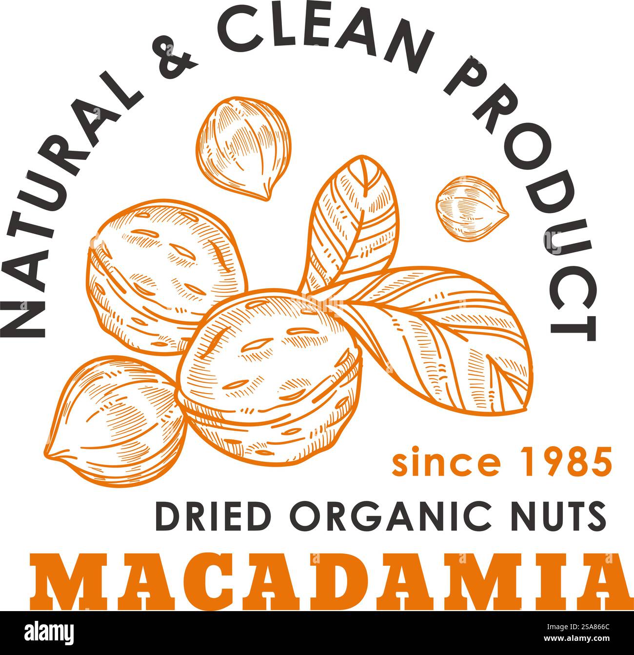 Umweltfreundliche Nüsse mit hohem Gehalt an Proteinen, Mineralien und Antioxidantien. Positive Wirkung auf gesunde Haut und Haare. Werbebanner oder Aufkleber auf der Produktverpackung. Vektor in abgewickelter Form. Getrocknete Bio-Nüsse, Macadamia vegetarisches Produkt Stock Vektor Umweltfreundliche Nüsse mit hohem Gehalt an Proteinen, Mineralien und Antioxidantien. Positive Wirkung auf gesunde Haut und Haare. Werbebanner oder Aufkleber auf der Produktverpackung. Vektor in abgewickelter Form. Getrocknete Bio-Nüsse, Macadamia vegetarisches Produkt Stock Vektor