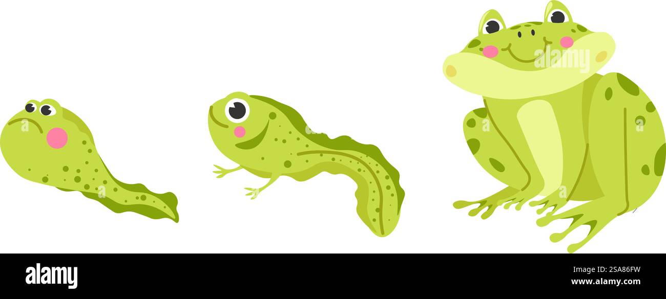 Froschlebenszyklus, Tierwelt. Kaulquappe, Frosch, Polliwog-Metamorphose. Wilde Wassertiere, Evolutionsentwicklungskröten. Isolierte Amphibienfiguren mit Lächeln und rosigen Wangen. Vektor in abgewickelter Form. Kaulquappe, Frosch, Frosch Evolution Zyklus Stock Vektor