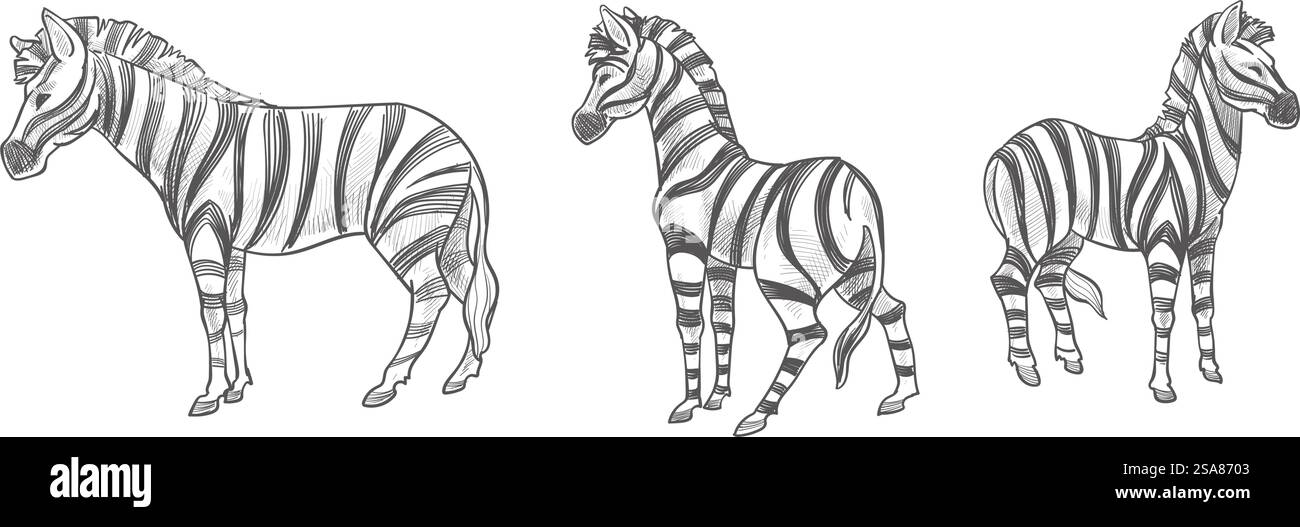 Ein nahtloses Vektormuster mit detaillierten Zebrastreifen, ideal für Stoff- und Tapetendesigns. Hintergrundvektor für nahtloses Zebramuster Stock Vektor