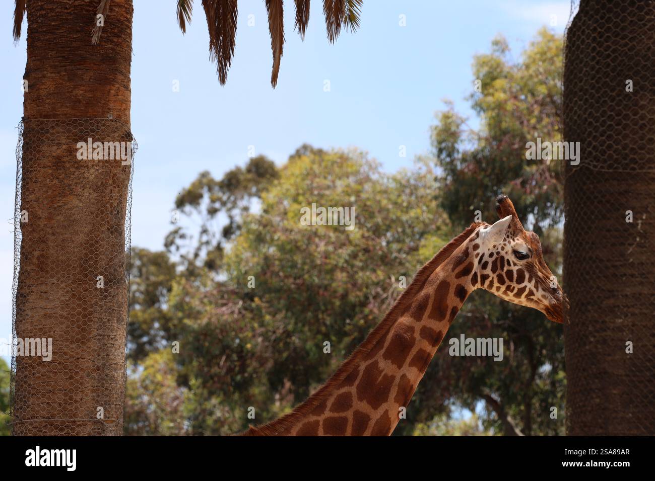 Giraffe im Profil zwischen zwei Bäumen gegen grünes, buschiges, belaubtes Laub Stockfoto
