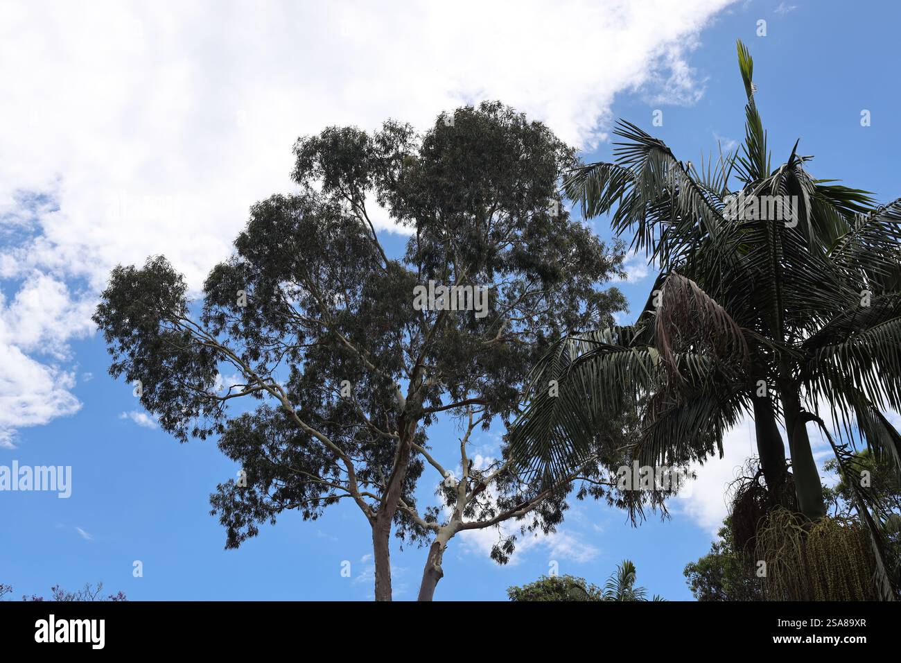 Laubbaum und Palmen nebeneinander unter blauem, teilweise bewölktem Himmel (Himmel) Stockfoto