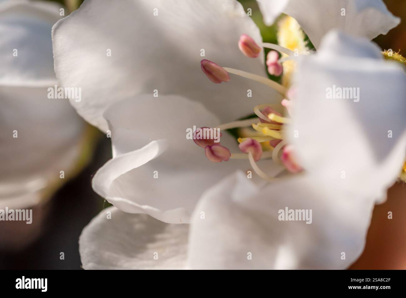 Nahaufnahme einer zarten weißen Blume, die komplizierte Details ihrer Blütenstempel und Staubblätter enthüllt. Stockfoto