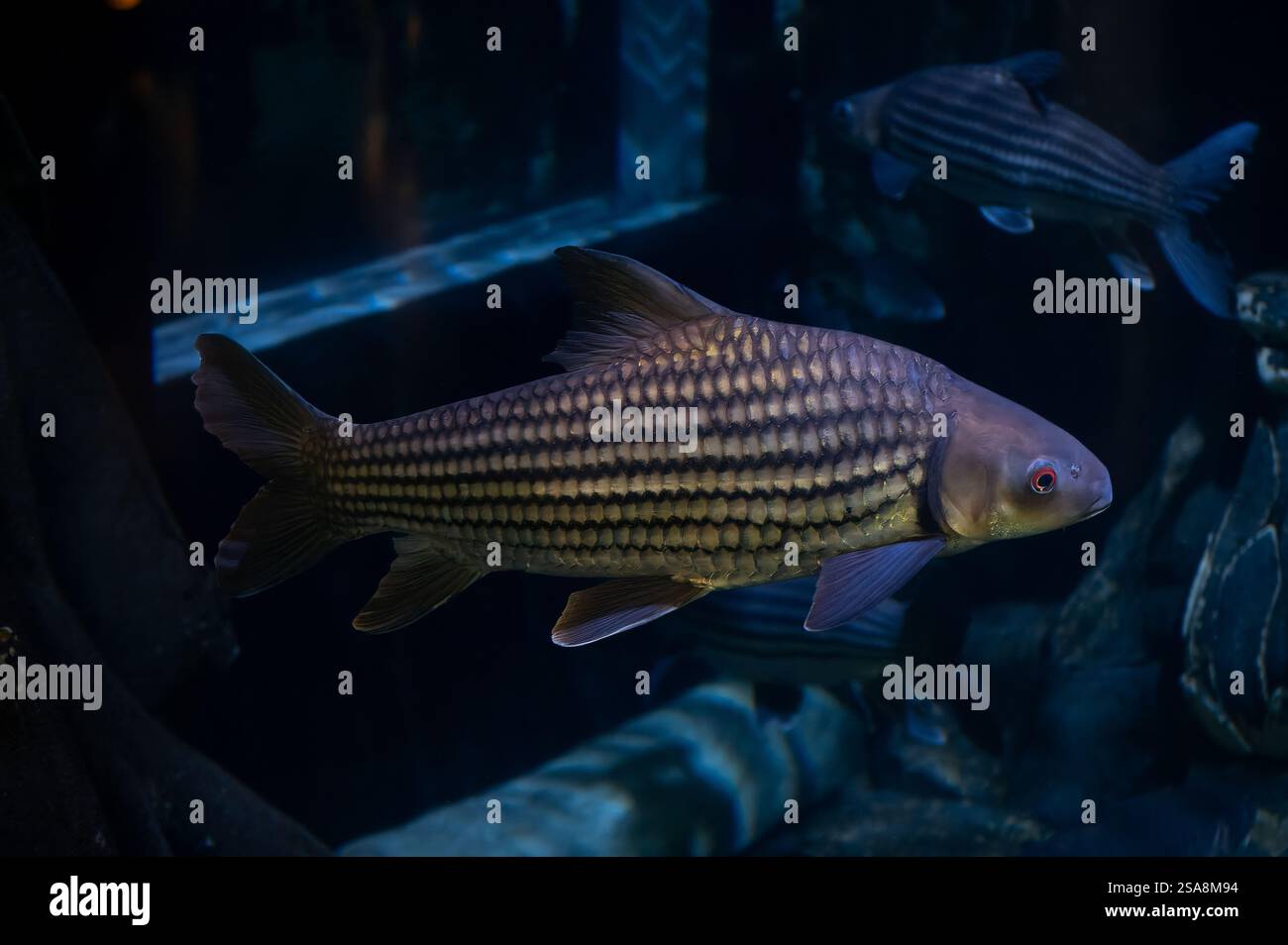 Isok Barb, Probarbus jullieni, Cyprinidae, Phuket Aquarium, Thailand, Asien Stockfoto
