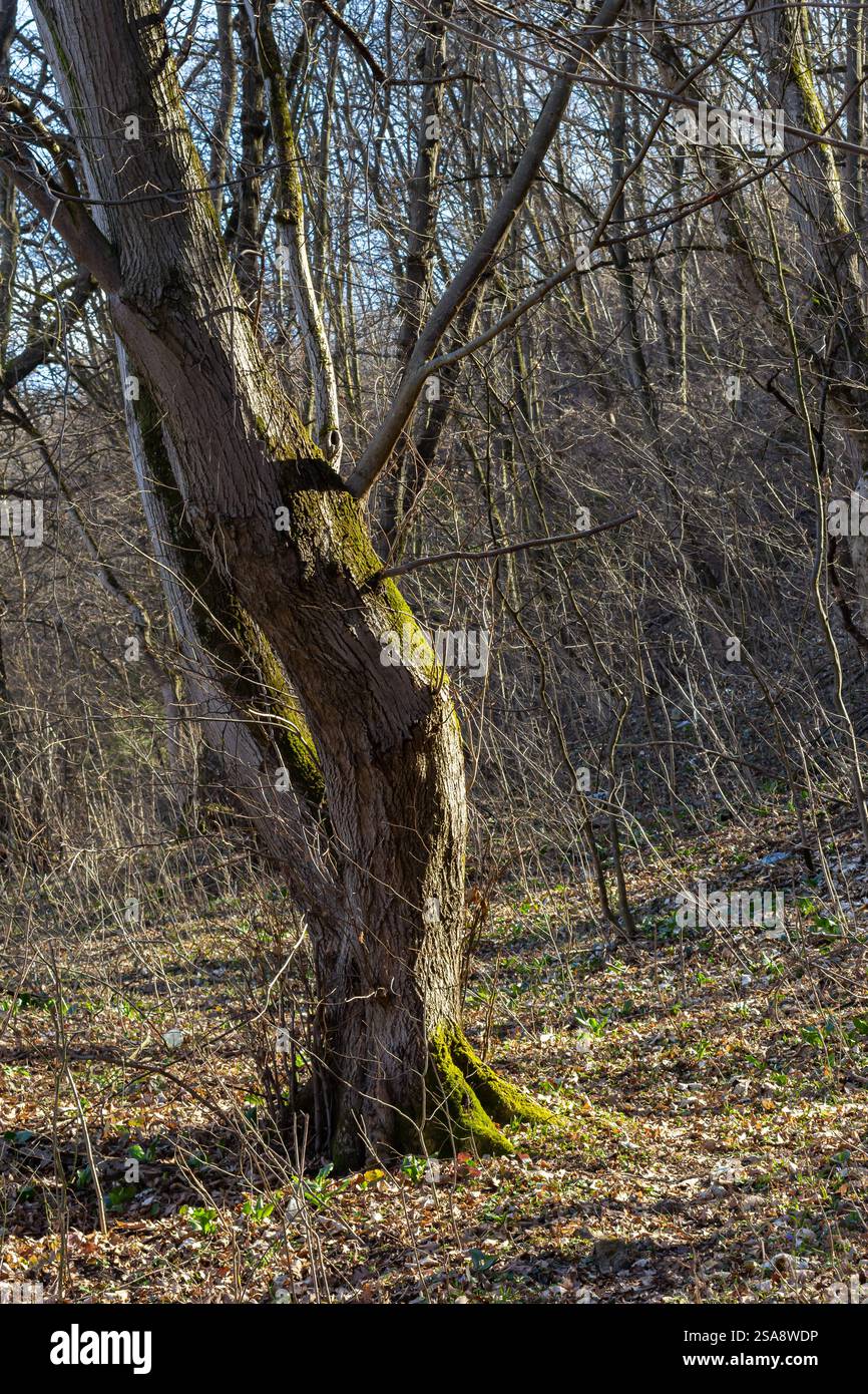 Ein markanter Baum mit geschwungenem Stamm steht in einem dünn bewaldeten Gebiet, dessen Rinde ein leuchtendes grünes Moos zeigt. Sonnenlicht im Frühjahr filtert durch das Stockfoto