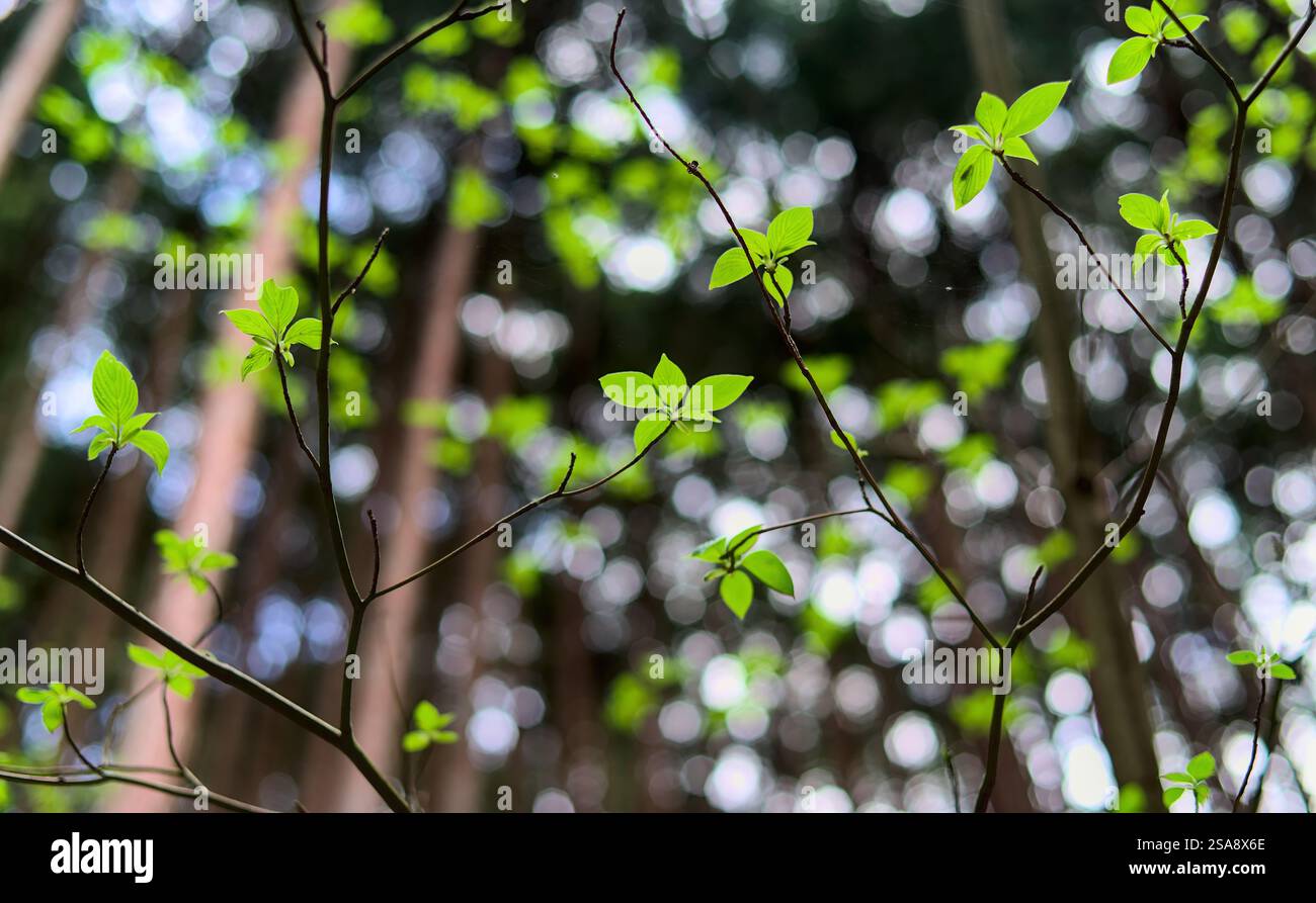 Blick auf ein spärliches Baldachin aus hellen frisch gewachsenen Blättern auf einem kleinen Baum in einem Wald, mit größeren Bäumen und unscharfem Himmel im Hintergrund Stockfoto