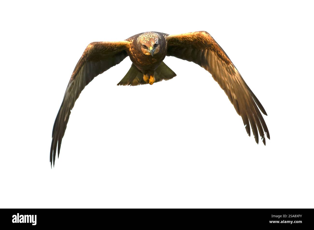 Westliche sumpfweide im Flug bei erstem Licht an einem kalten Januartag auf einer mediterranen Wiese Stockfoto