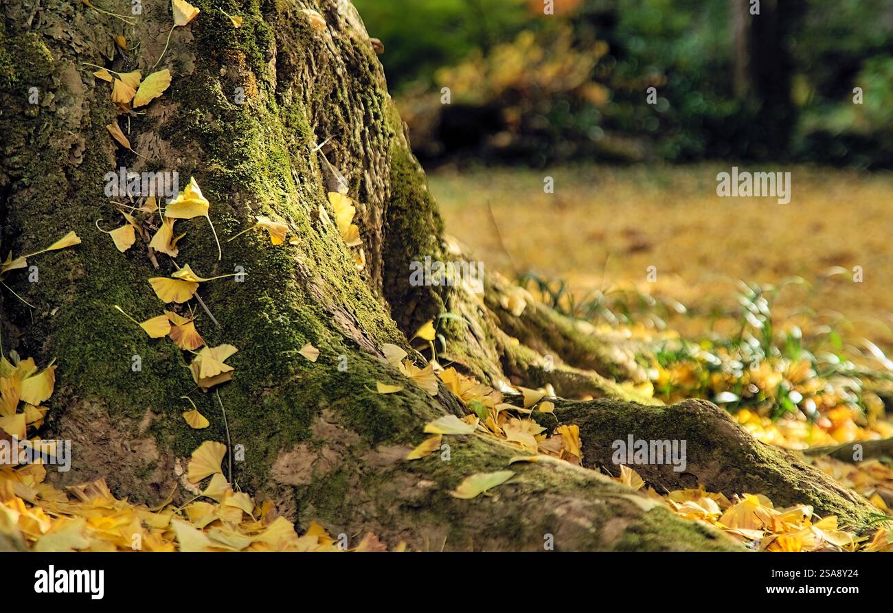 Nahaufnahme der Basis eines großen Ginkgobaumes, der mit Moosflecken bedeckt ist, mit gefallenen hellgelben Blättern, die auf freiliegenden Wurzeln an der Basis o verstreut sind Stockfoto