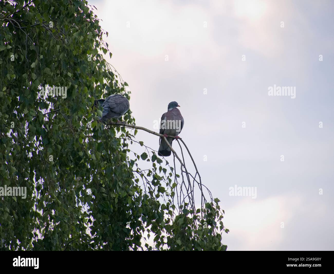 Zwei Tauben kochen liebevoll auf einem Ast und genießen die Aussicht. Ein harmonisches Bild von Gemeinsamkeit in der Natur. Stockfoto