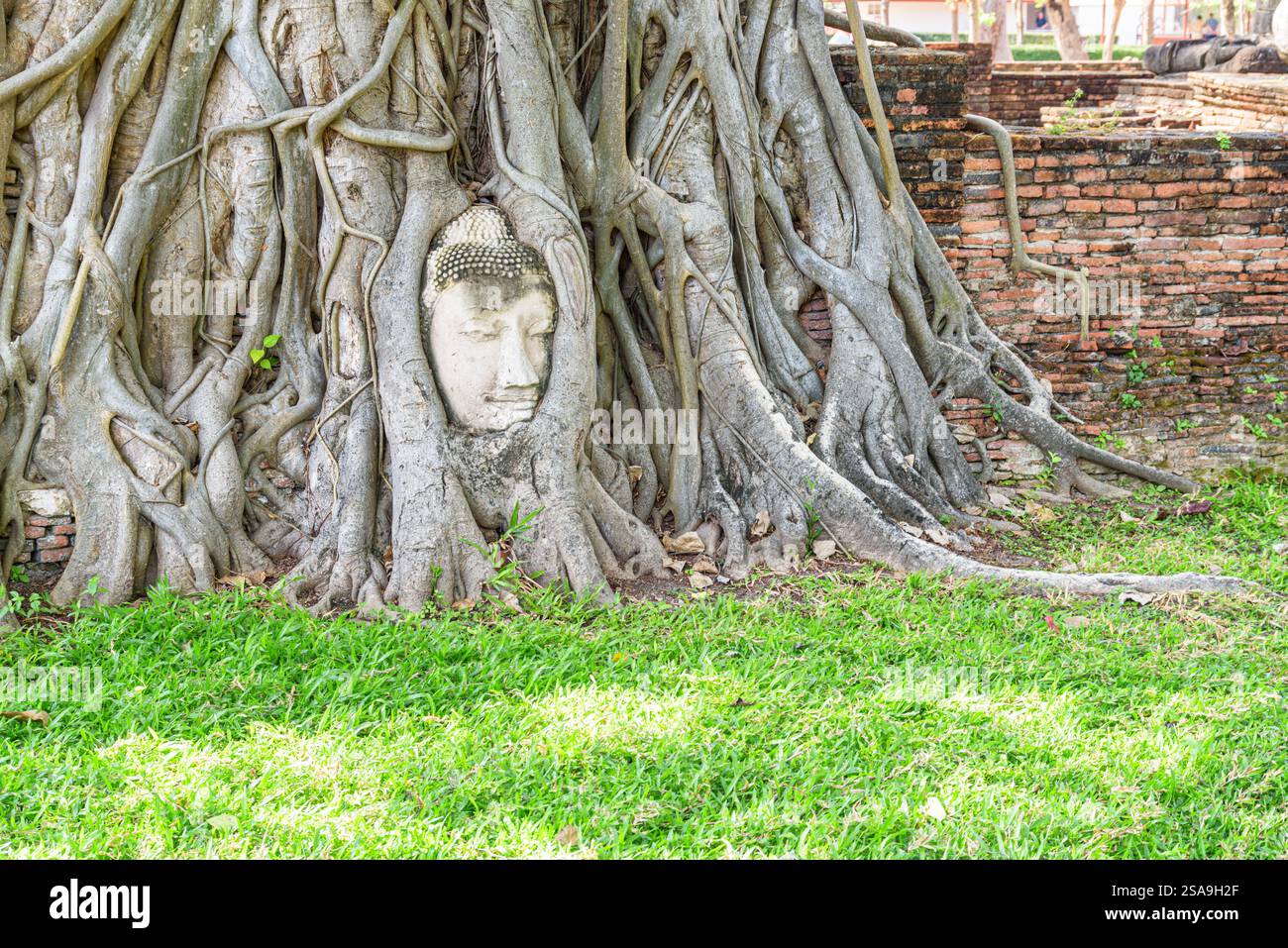 Der Stein-Buddha-Kopf, verschlungen in Baumwurzeln in Ayutthaya Stockfoto